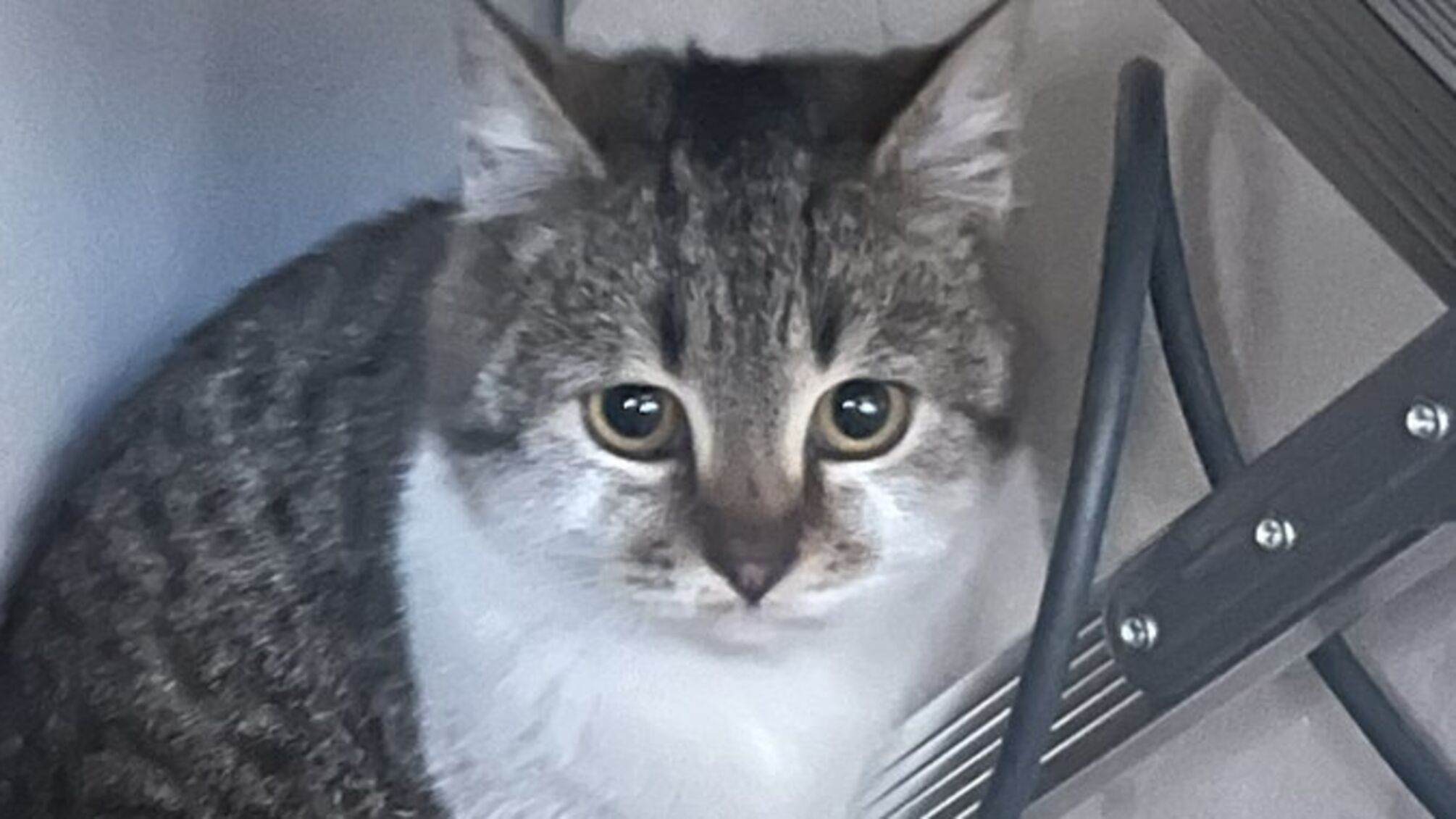 Кот с документами проходит военную службу