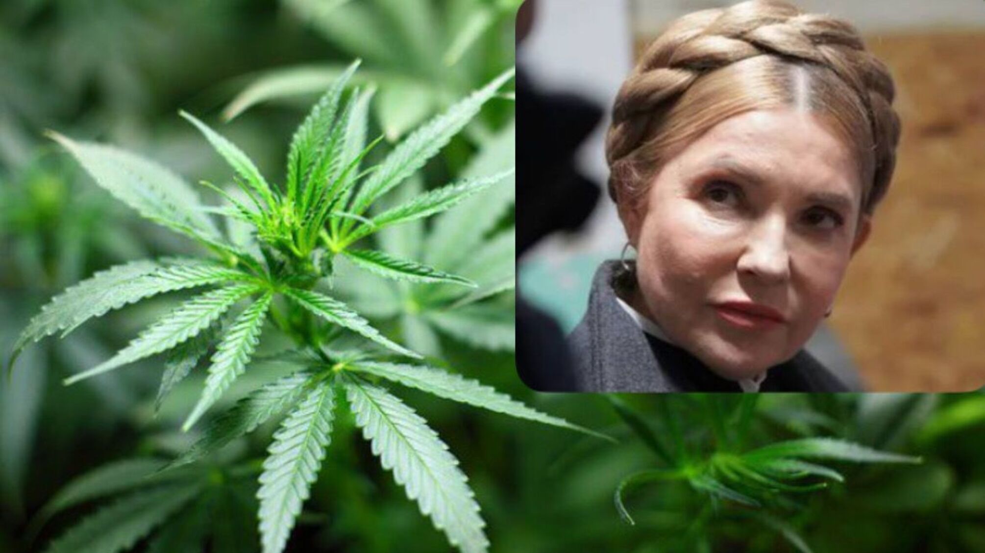 Тимошенко выступила против закона о легализации каннабиса