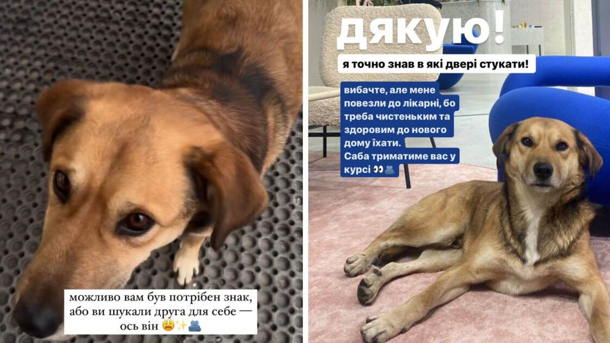 Співвласниця столичних б’юті салонів Сабіна Мусіна знайшла притулок для собаки, яка приблудилась до закладу