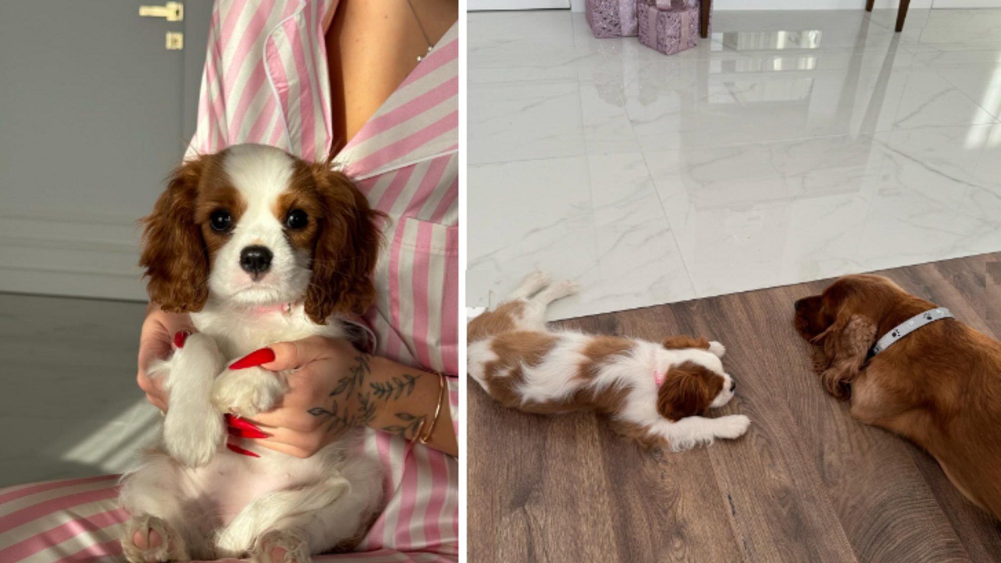 Верба, собаки