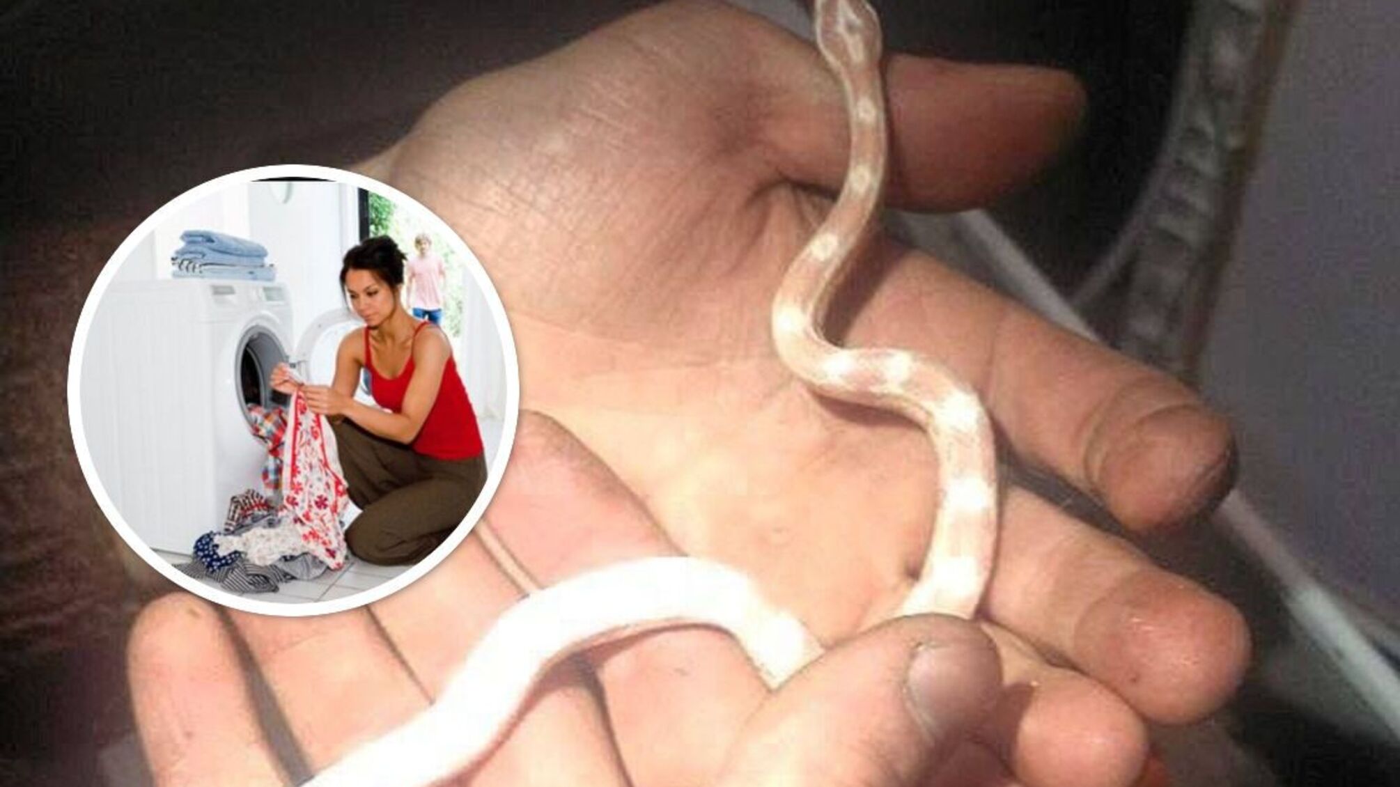 Змея, спрятавшаяся в стиральной машине