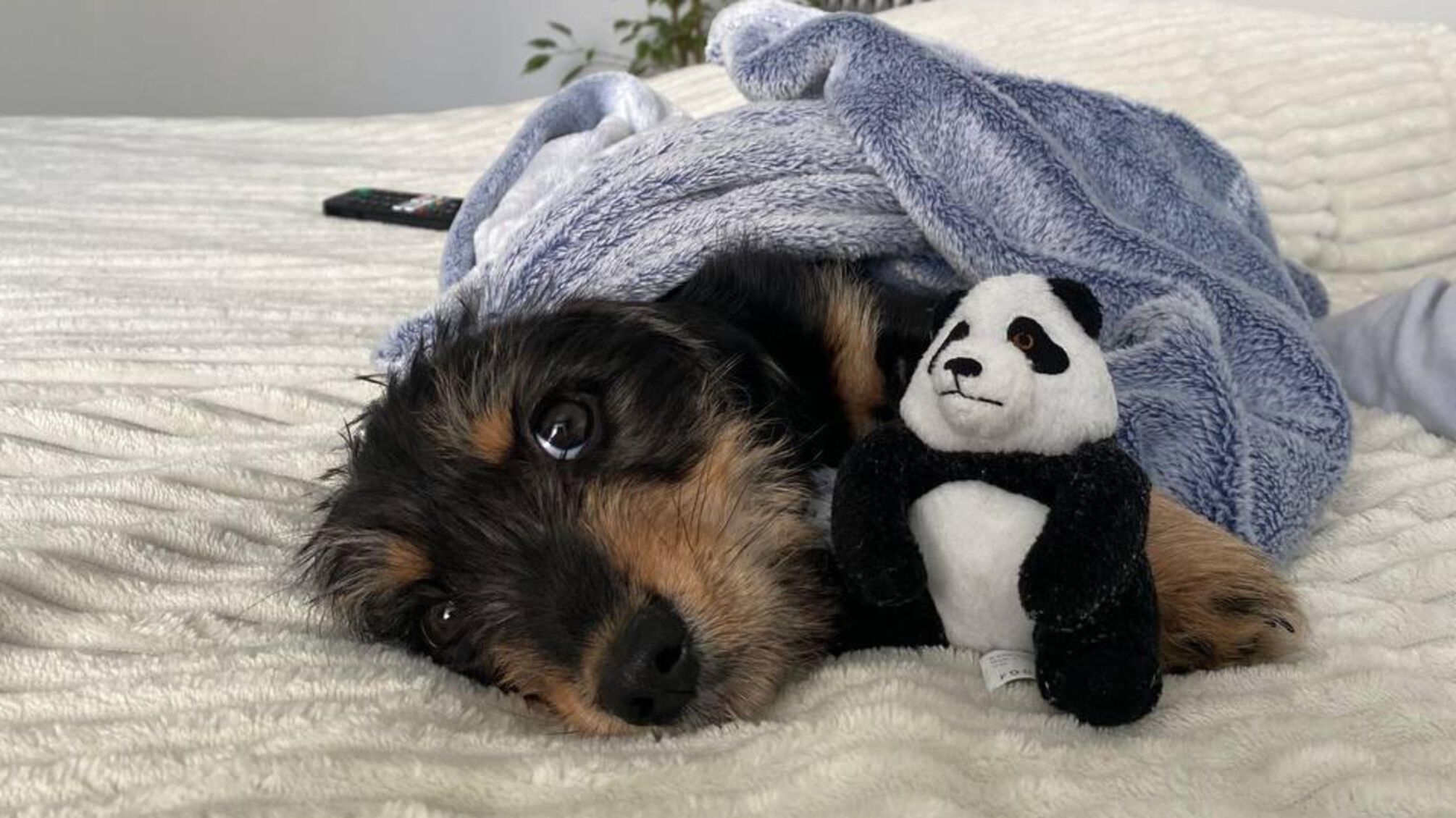 Правоохранители спасли трехмесячного щенка от горе-владелицы