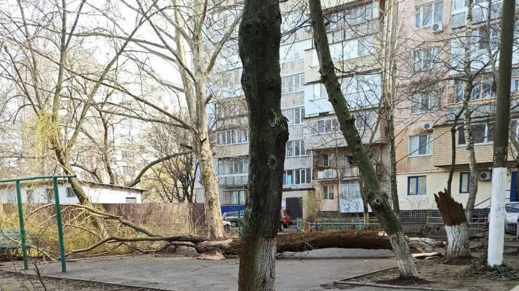 Поломанные непогодой деревья в Одесской области