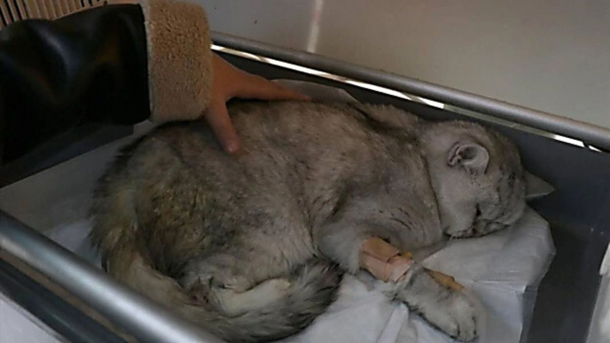 Кот провел под завалами 50 дней и выжил