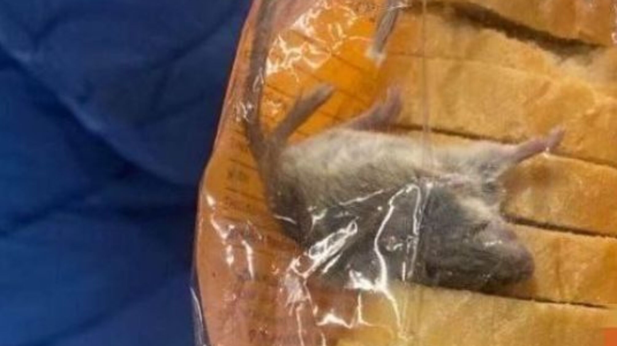 Миша в батоні: в київському супермаркеті купили хліб із 'сюрпризом' (фото)