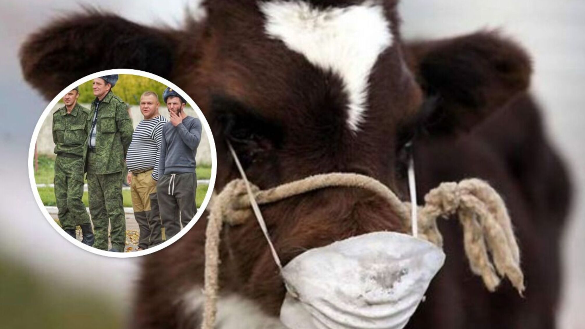 Солдаты армии иф где-то подхвалили 'сибирскую язву' - инфекционную болезнь, вспышки которой происходили в россии 7 раз в течение 10 лет