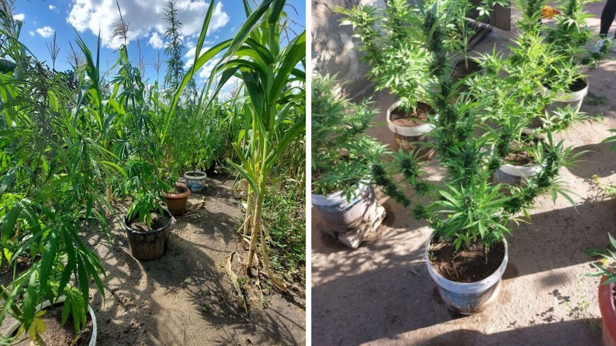 на Одещині чоловік незаконно посіяв і вирощував коноплі