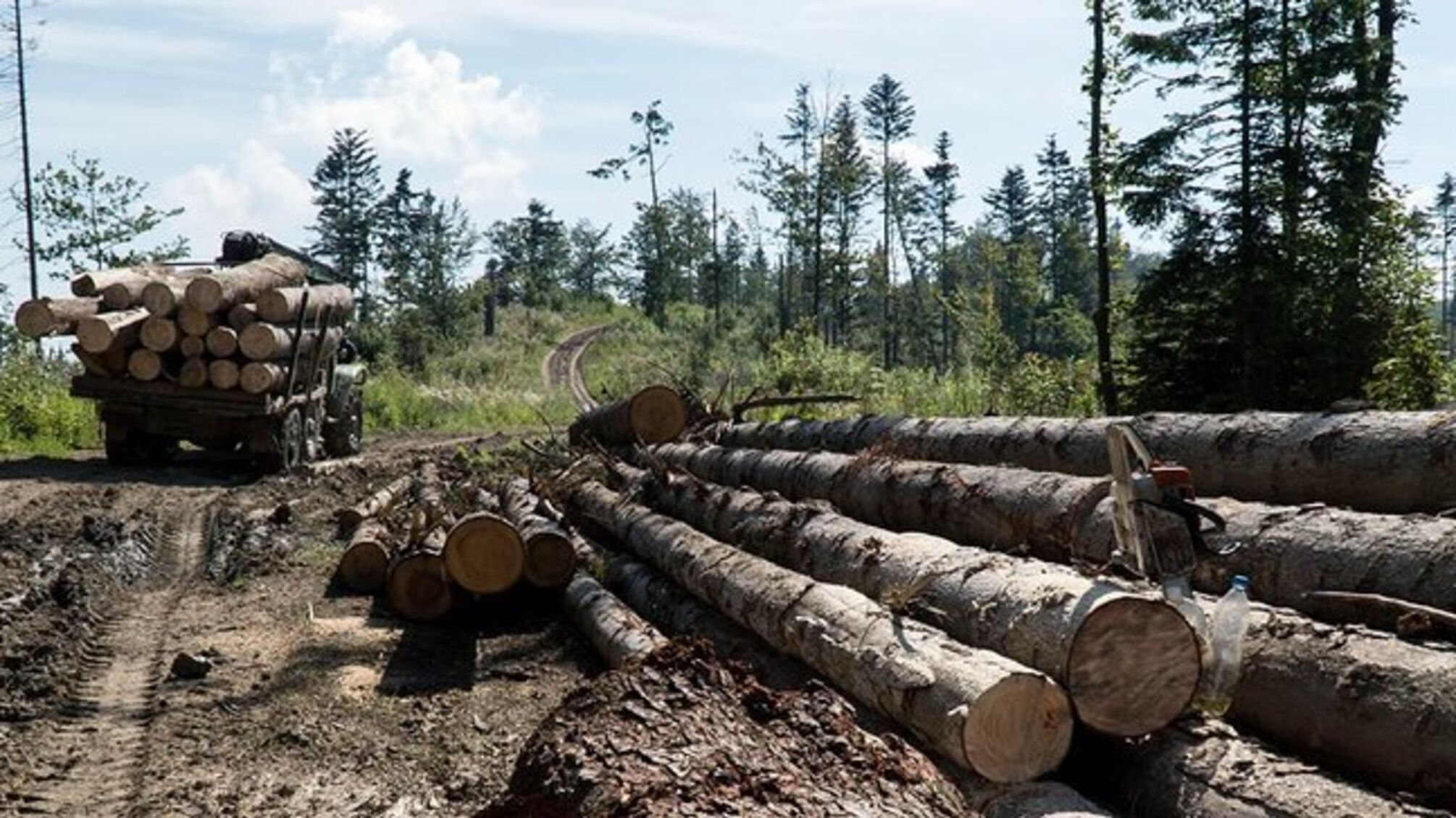 'Королевские Бескиды' во Львовской области под угрозой: на территории парка незаконно срубили 21 тыс. деревьев (фото)