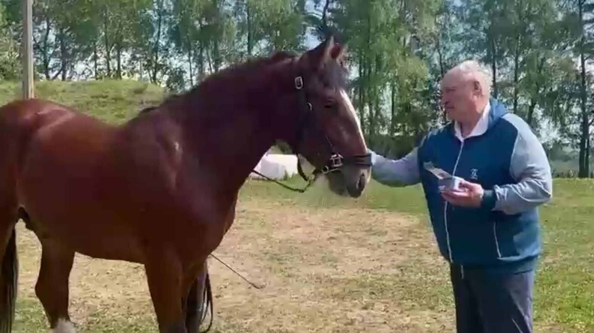 Старий кінь борозни не псує: Лукашенку подарували скакуна