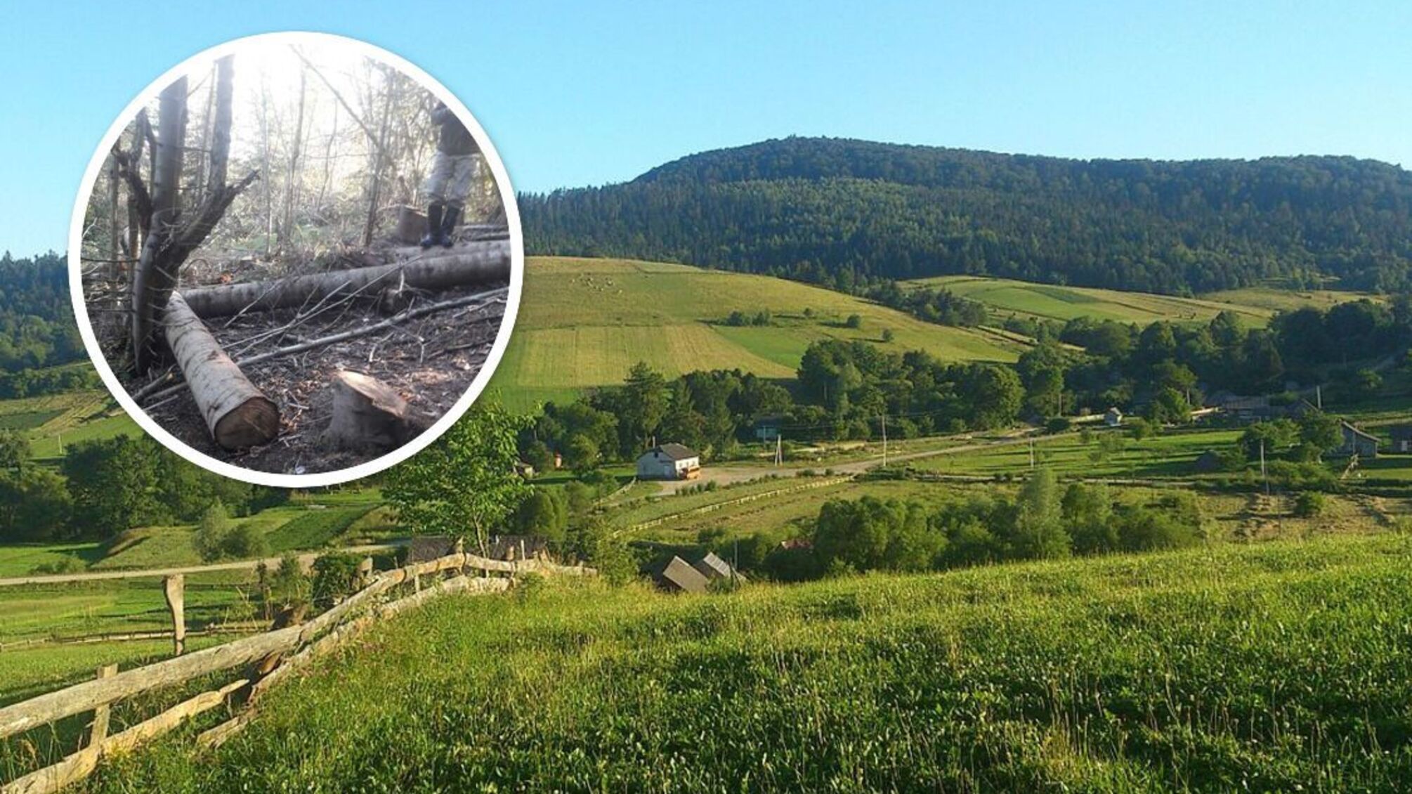 На території Нацпарку 'Королівські Бескиди' на Львівщині зафіксували понад 21 тисячу випадків незаконної вирубки дерев