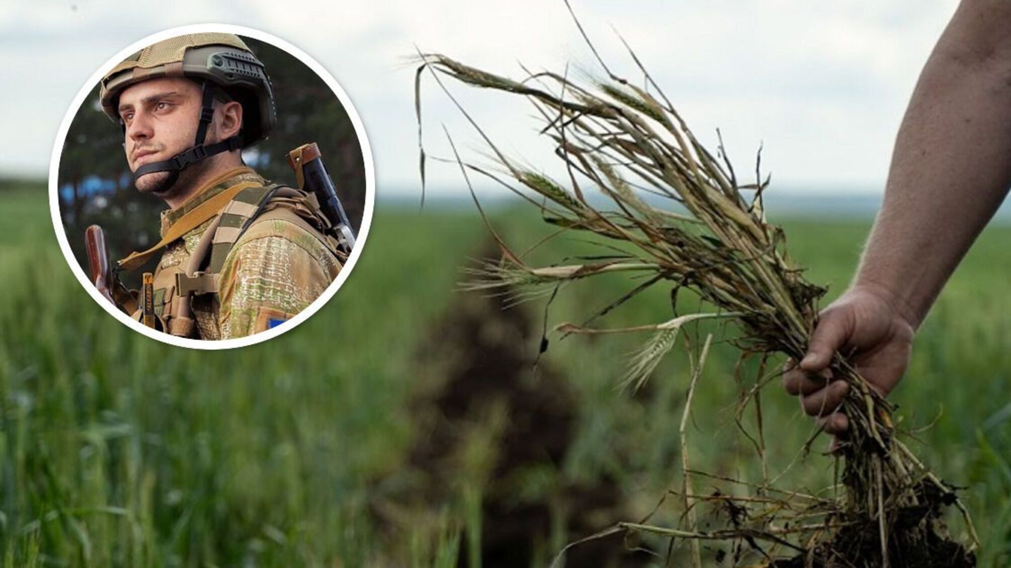 На Кіровоградщині агрофірма несанкціоновано засіяла ділянку бійця ЗСУ?