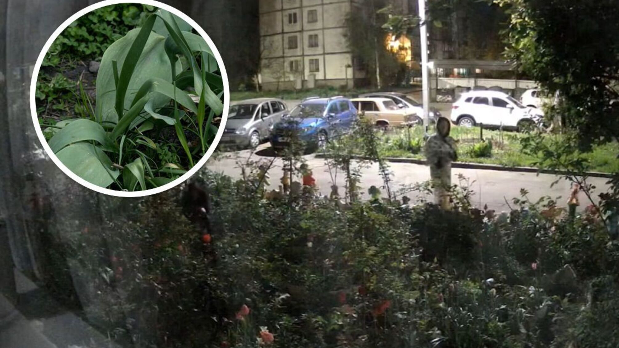 У Житомирі активізувалися квіткові крадії – ночами зрізають тюльпани з міських клумб (відео)