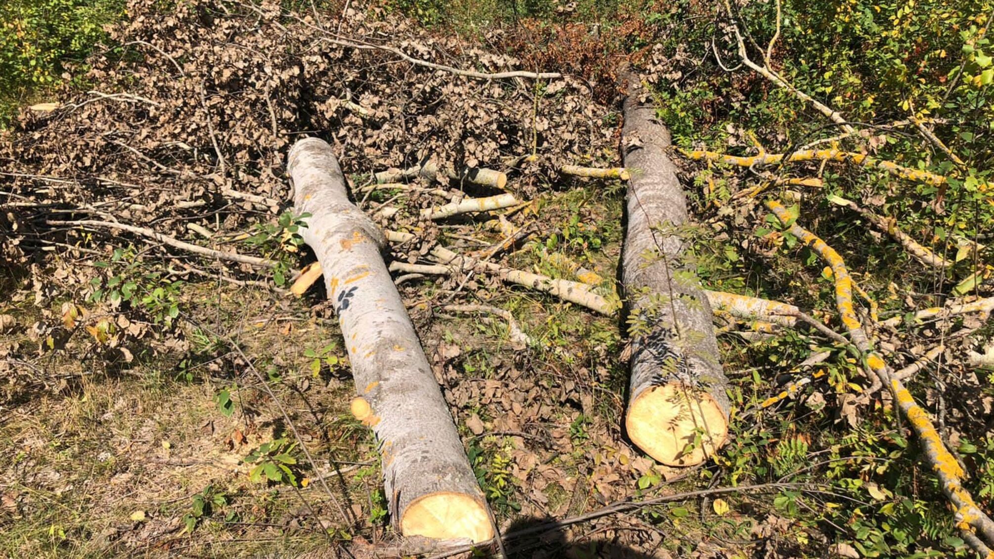 Убийственная береза: в Житомирской области во время рубки деревьев погиб мужчина