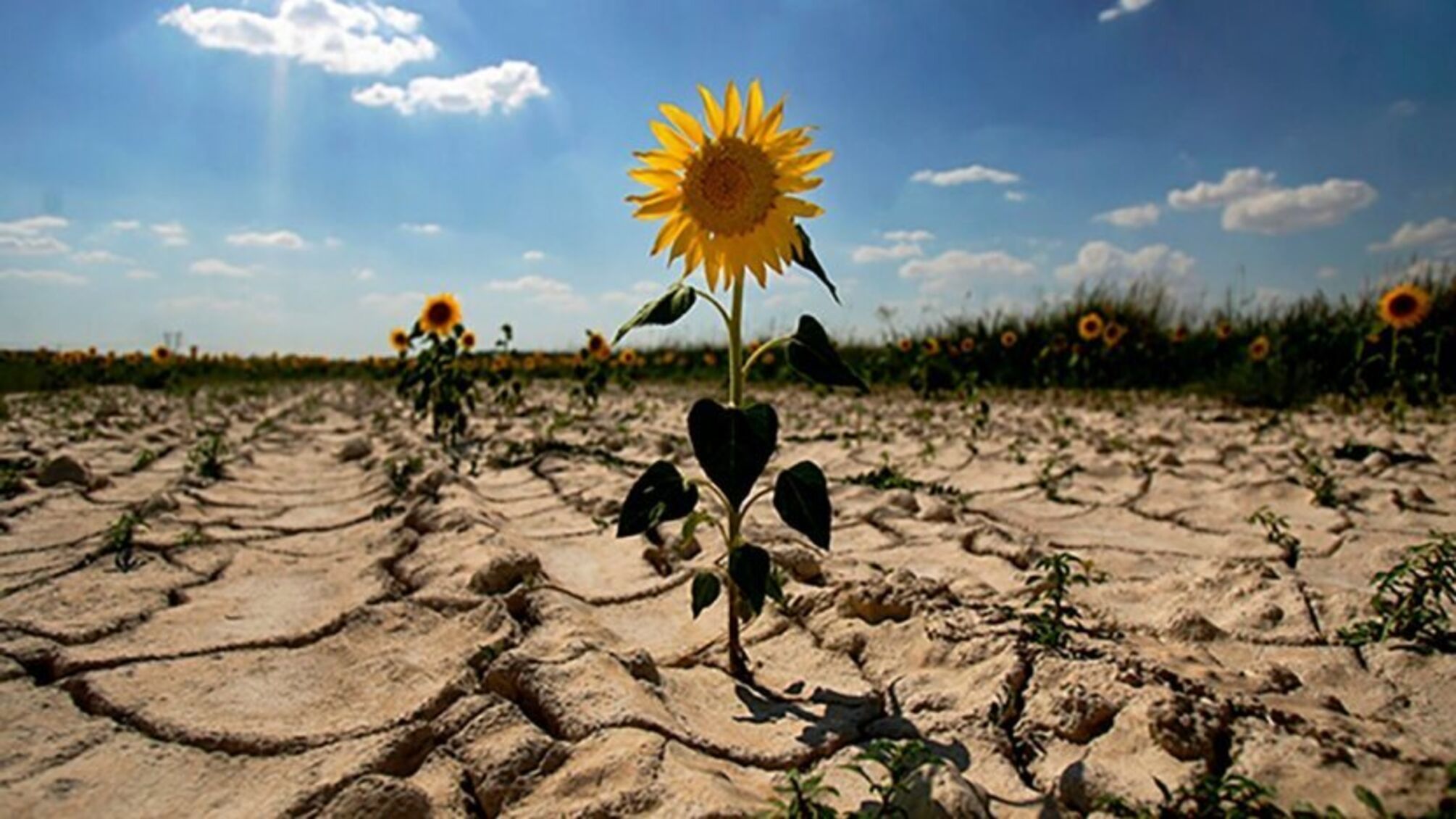 Засуха в Украине