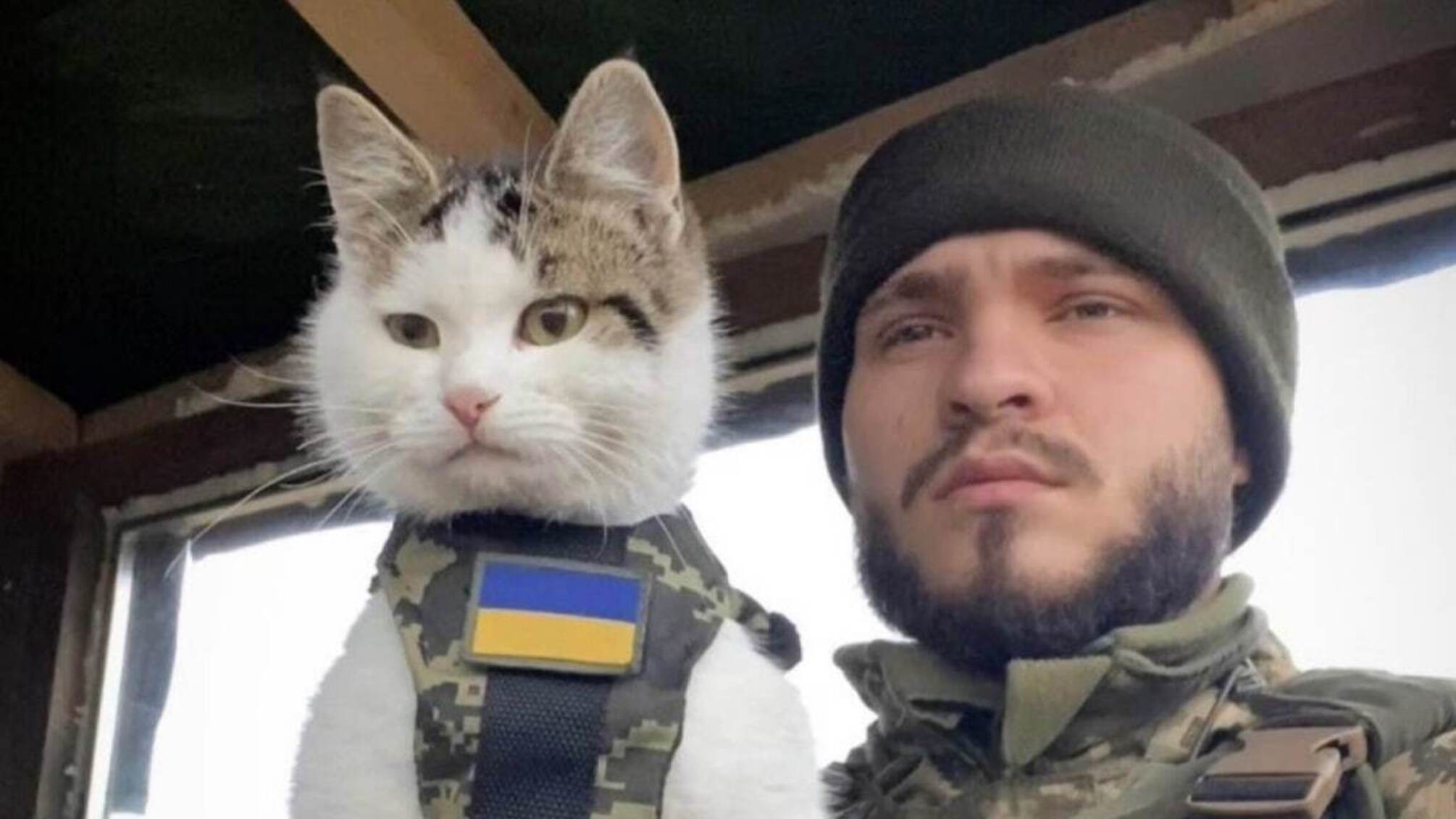 Кот Шайба исчез