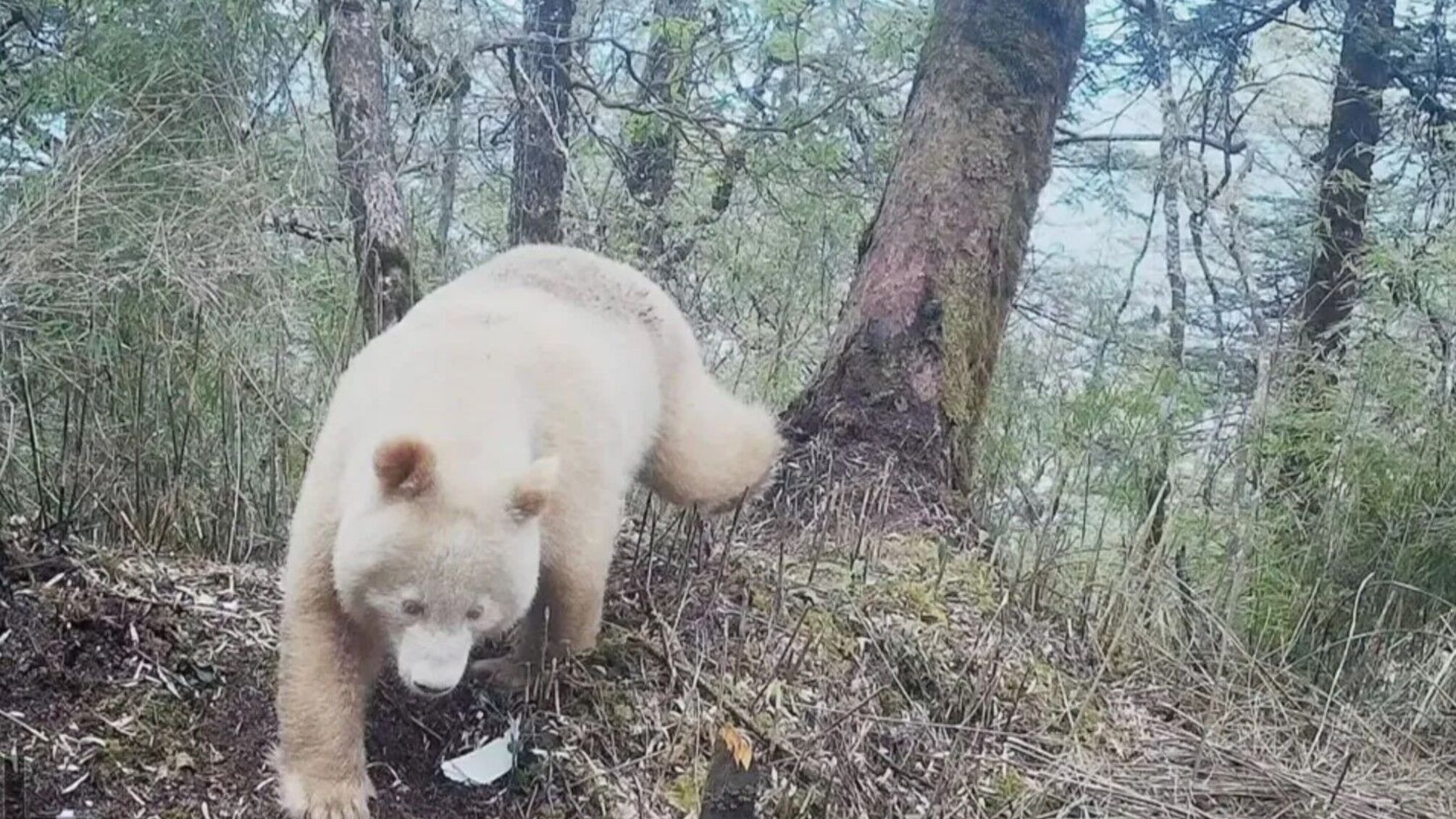 В Китае 'поймали' на камеру единственную в мире панду-альбиноса (видео)