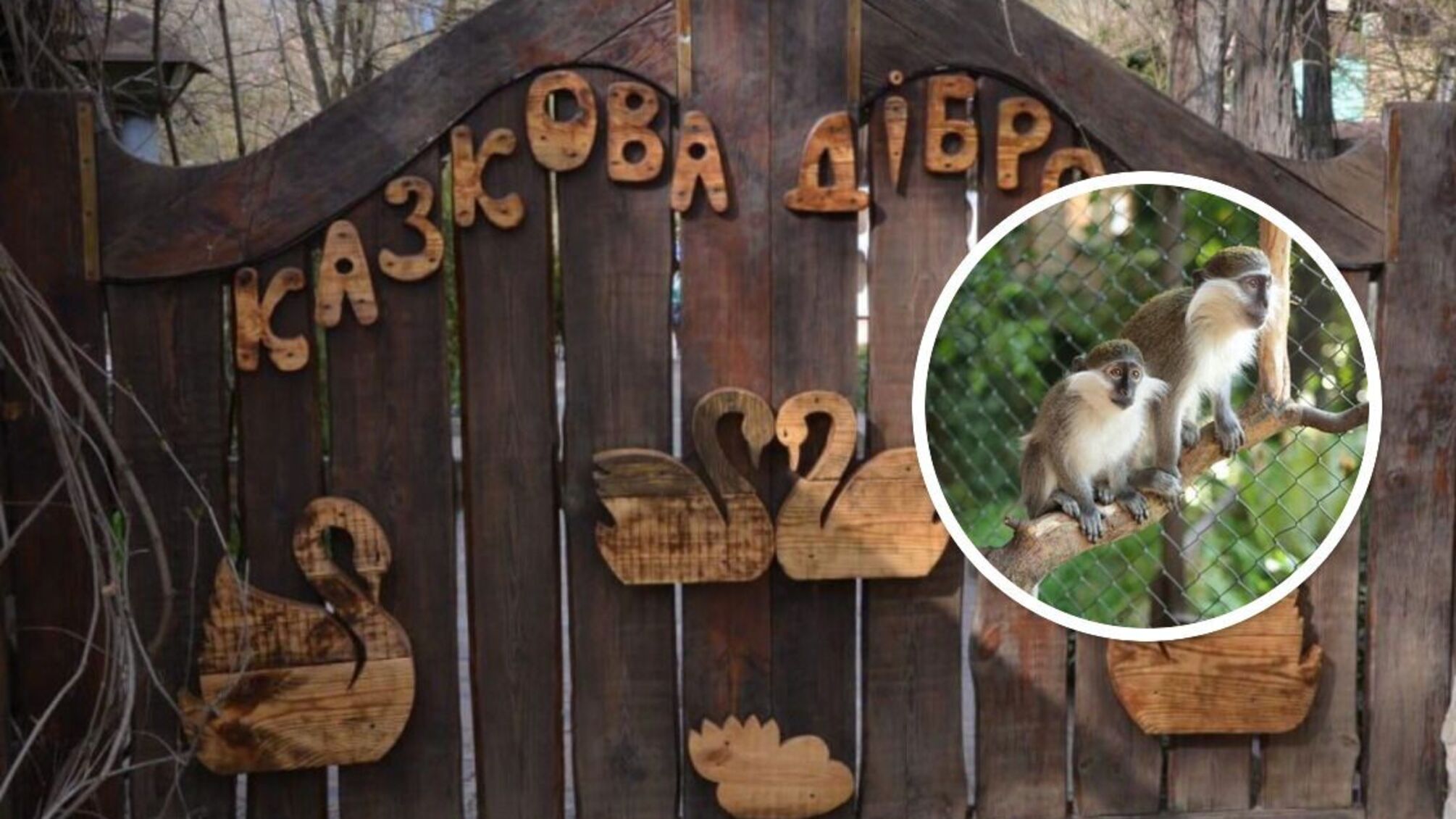 Спаслись только лебеди и утки: в Новой Каховке затопило зоопарк 'Сказочная дубрава'