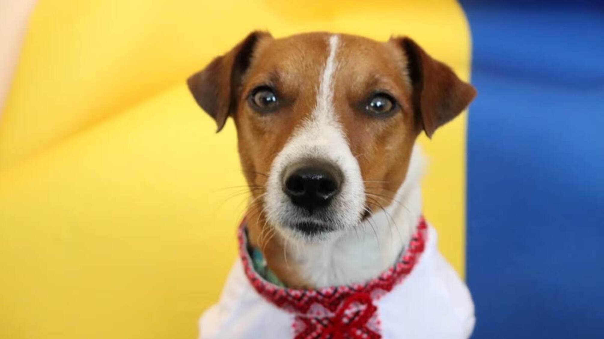 пес Патрон день народження