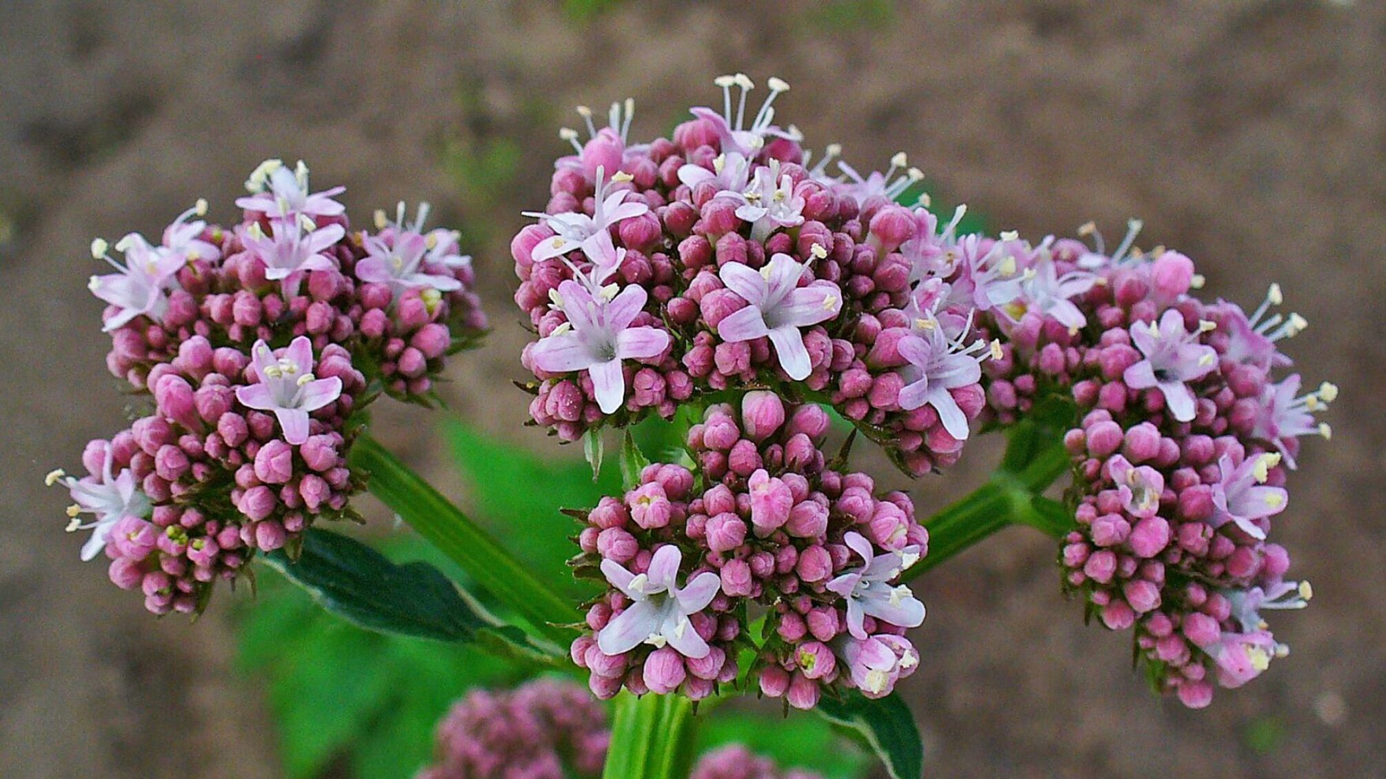 Валер'яна лікарська (Valeriana officinalis) — типовий вид