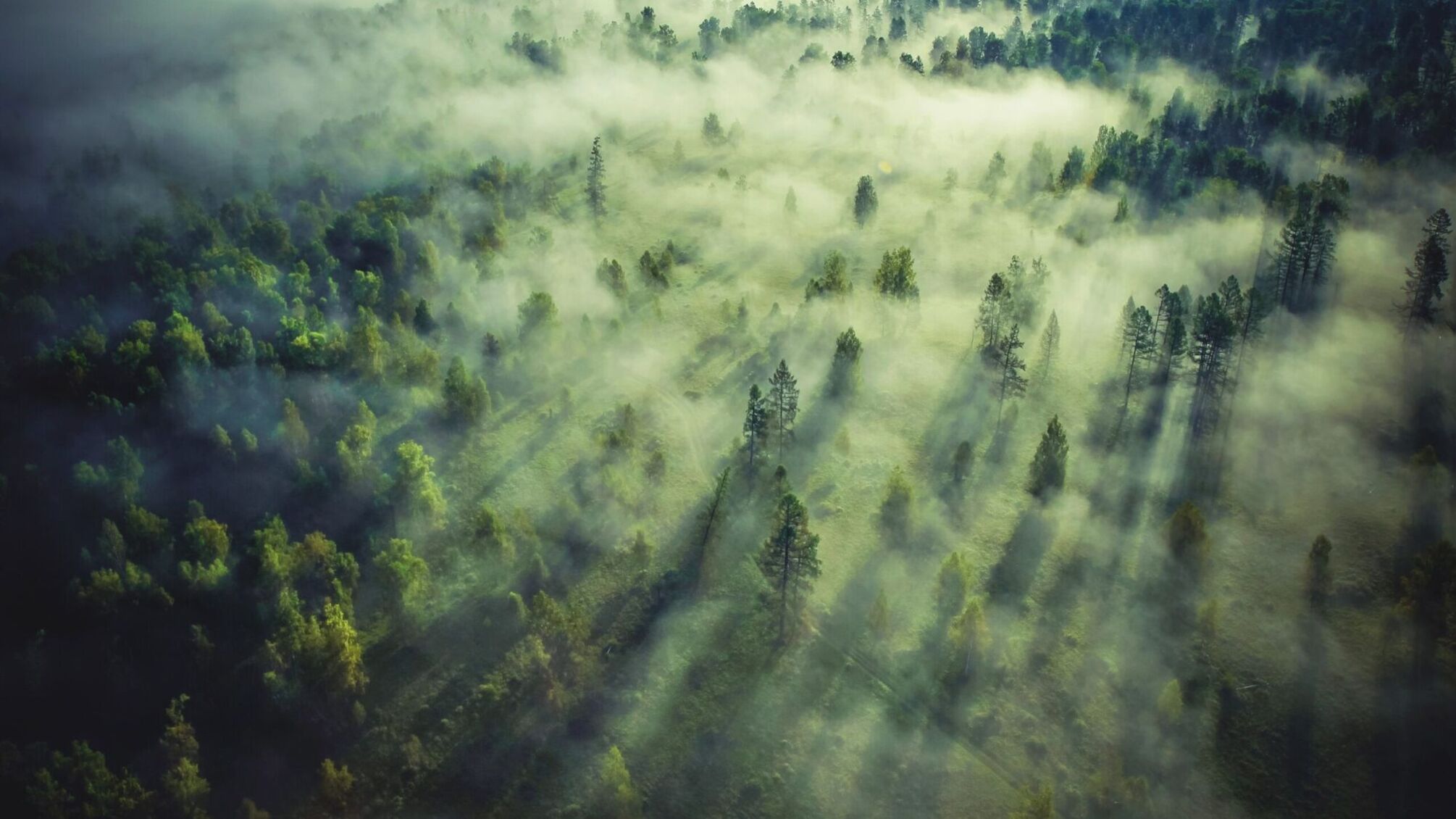 Более пяти миллионов гривен на мультфильм и пиар планирует потратить ГП 'Леса Украины'