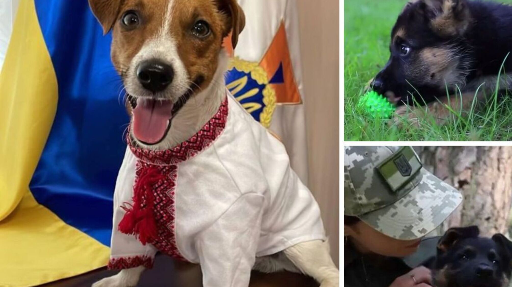 собаки в ДПСУ