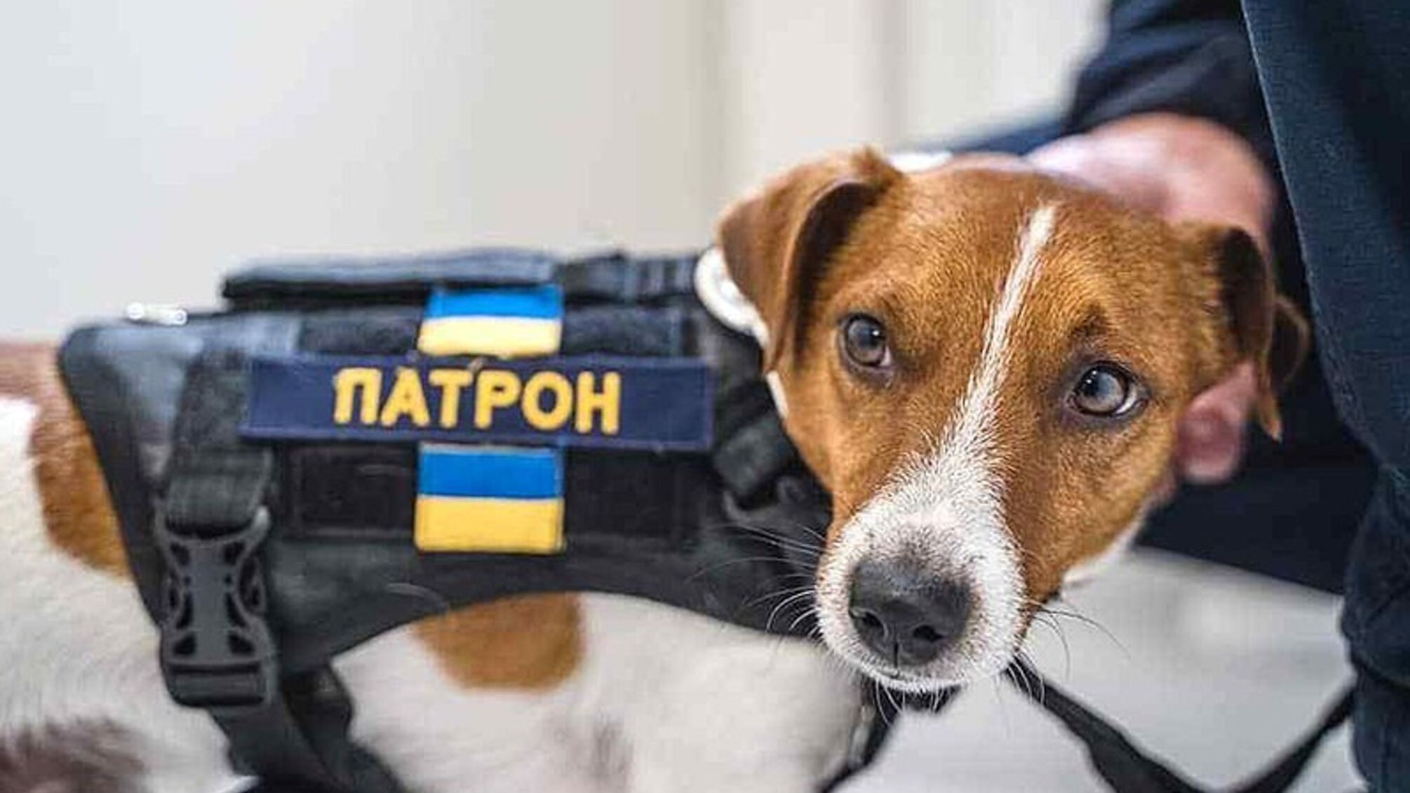 Усталый, но счастливый: о своей жизни пес Патрон рассказывает в инстаграме