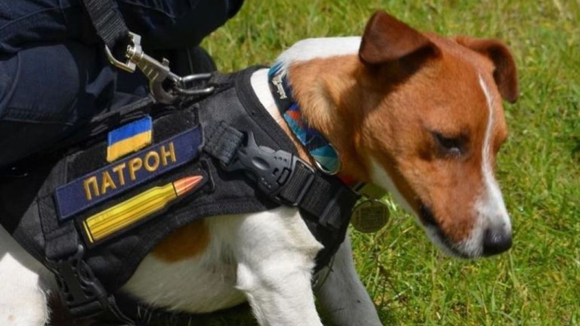 Пес Патрон вшанував пам'ять тих, хто загинув на війні, захищаючи Україну