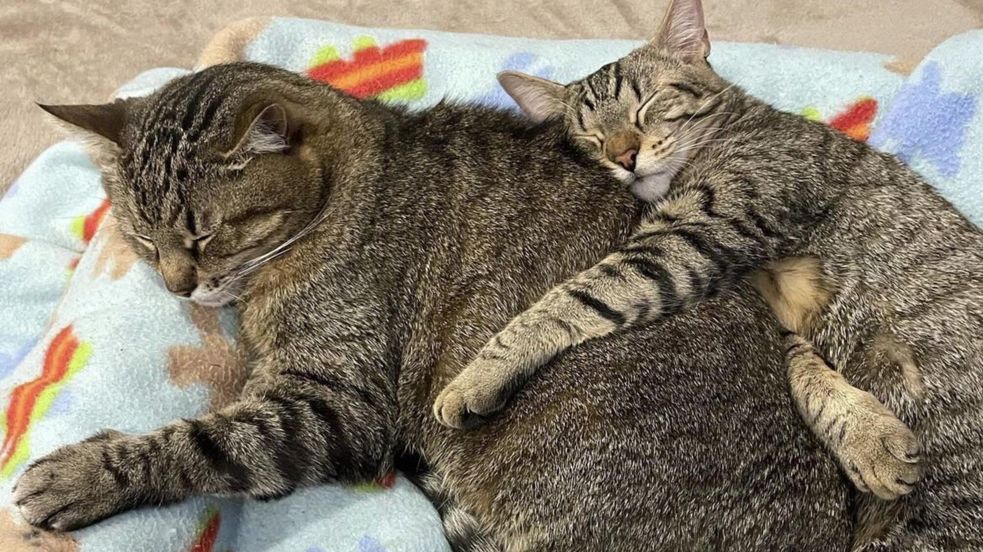 Кот Степан и его 'жена' Стефания