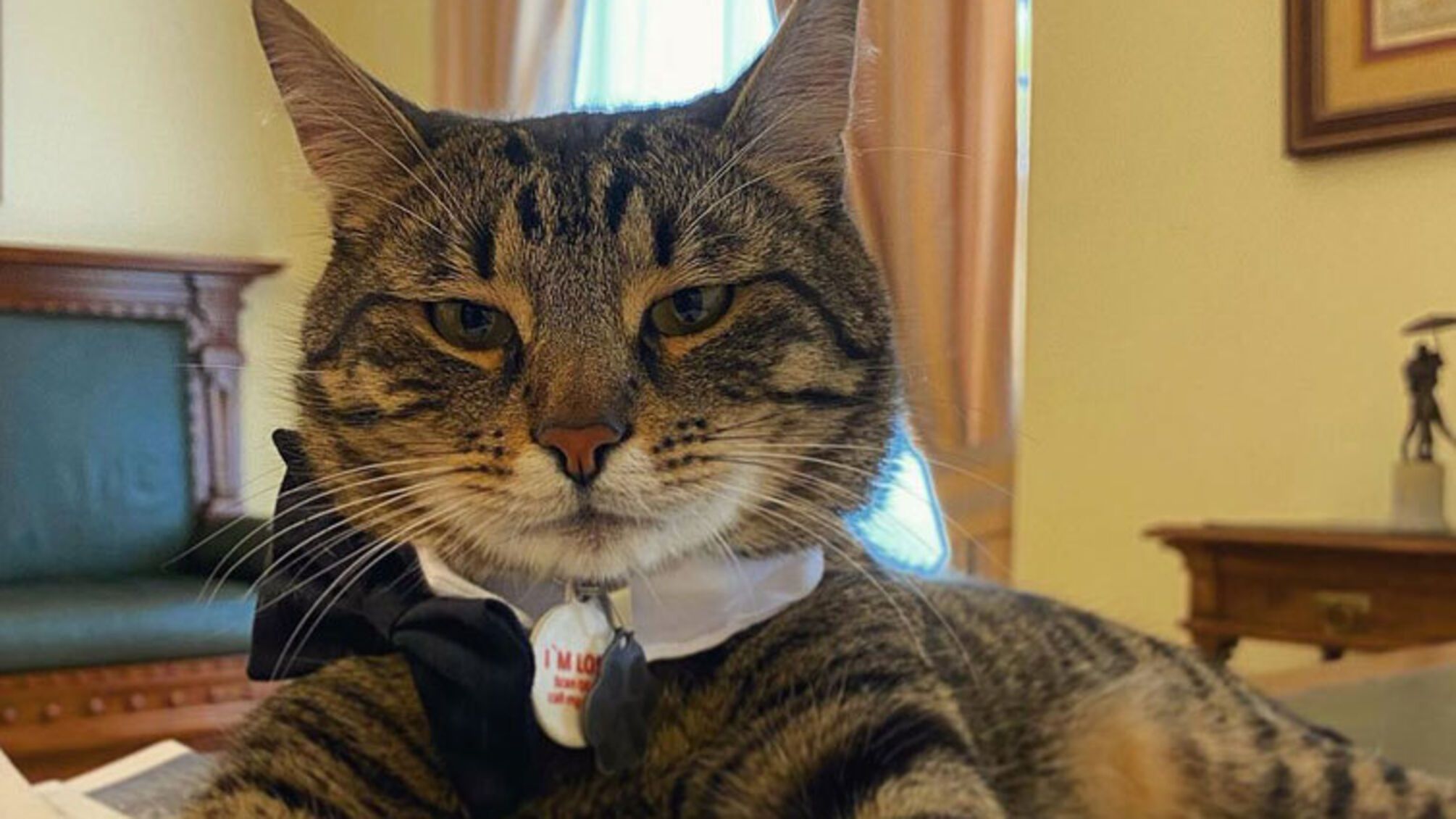 Три роки тому Левчик видерся на дерево біля міської ради Львова і залишився там жити