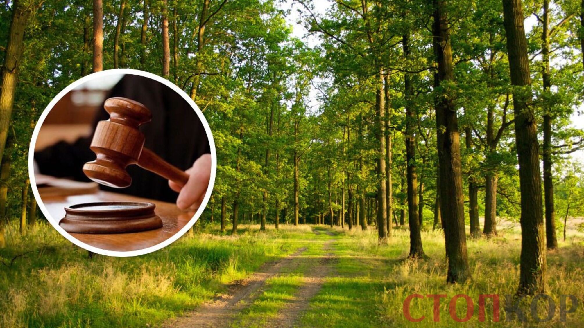 Спор за Чернечий лес: Верховный Суд оставил земельные участки в пользовании частного инвестора