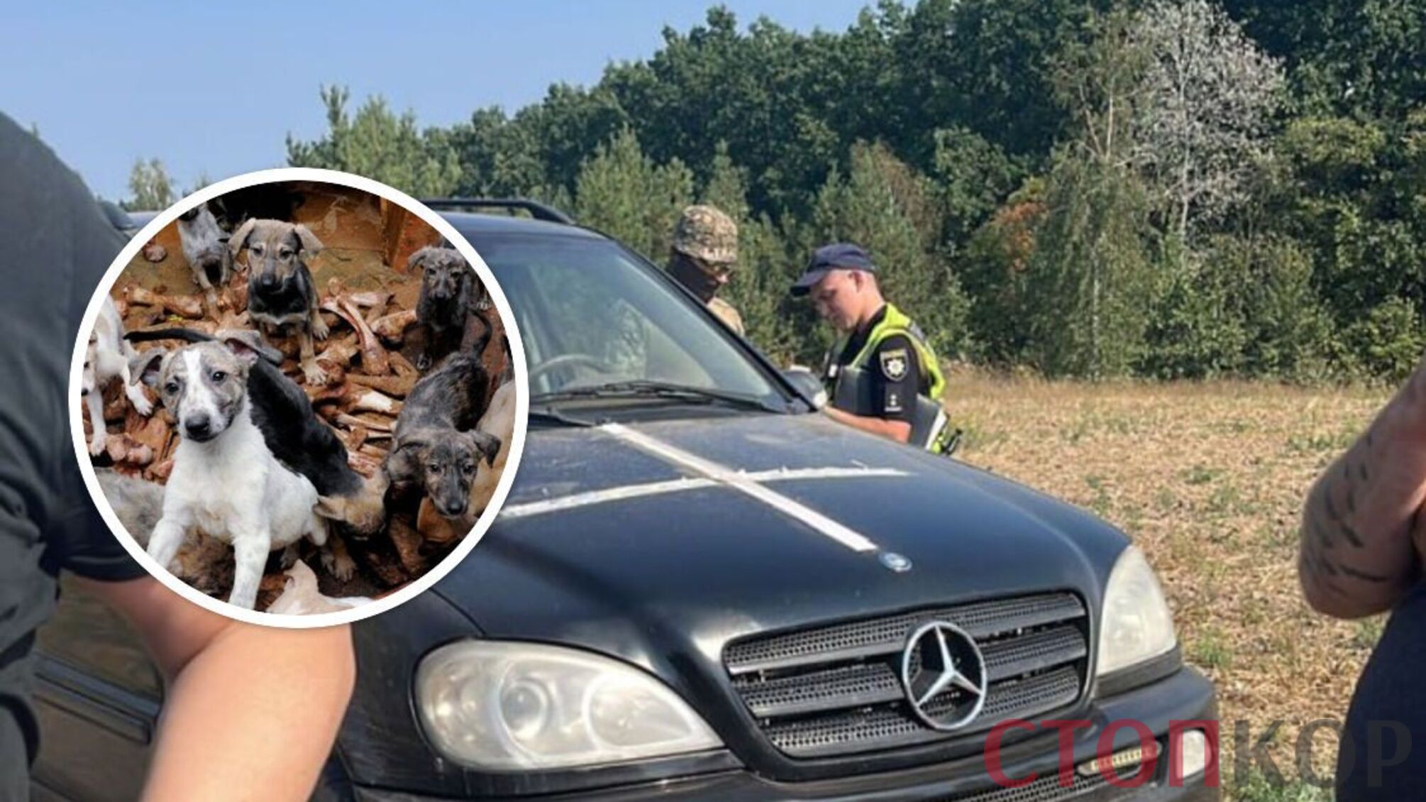 Під Києвом власник імпровізованого притулку для собак захопив земельну ділянку, де тримає тварин в неналежних умовах