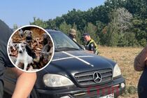 Под Киевом владелец импровизированного приюта для собак захватил земельный участок, где держит животных в ненадлежащих условиях