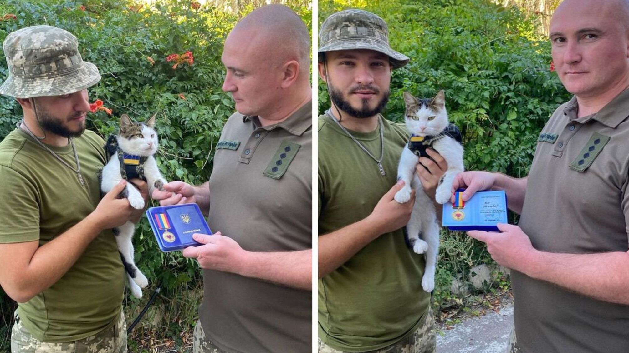 Нагороди кота Шайби