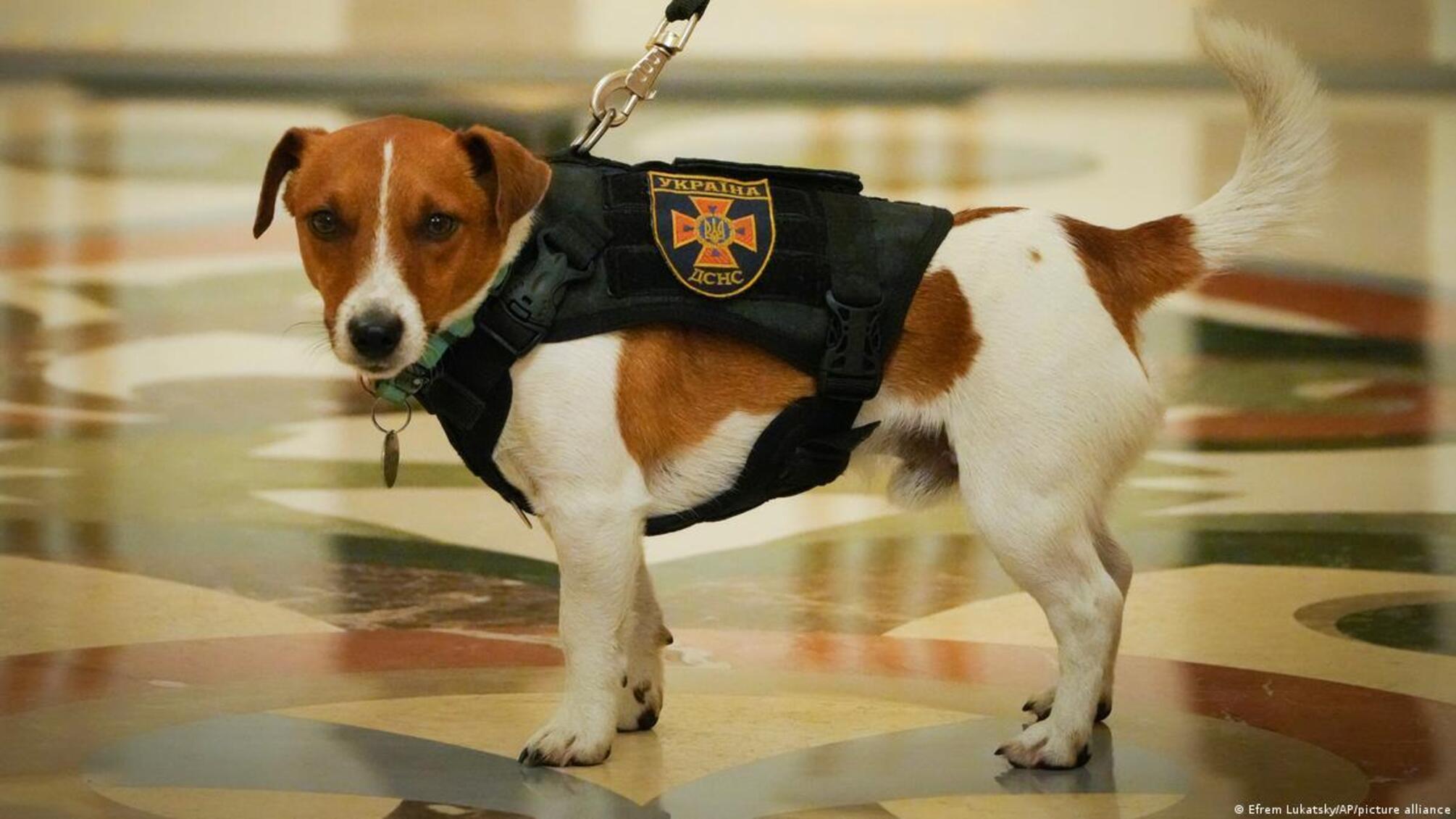 Что можно сделать с собачьим носом, чтобы снять напряжение, знает пес Патрон