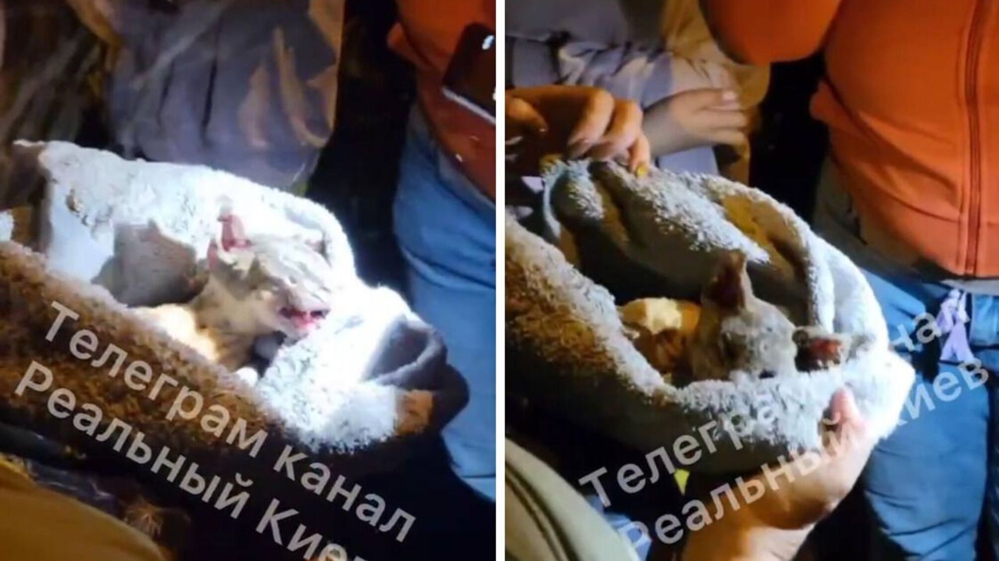 Підрив притулку для котів: у Києві загинуло та постраждало близько 60 пухнастиків
