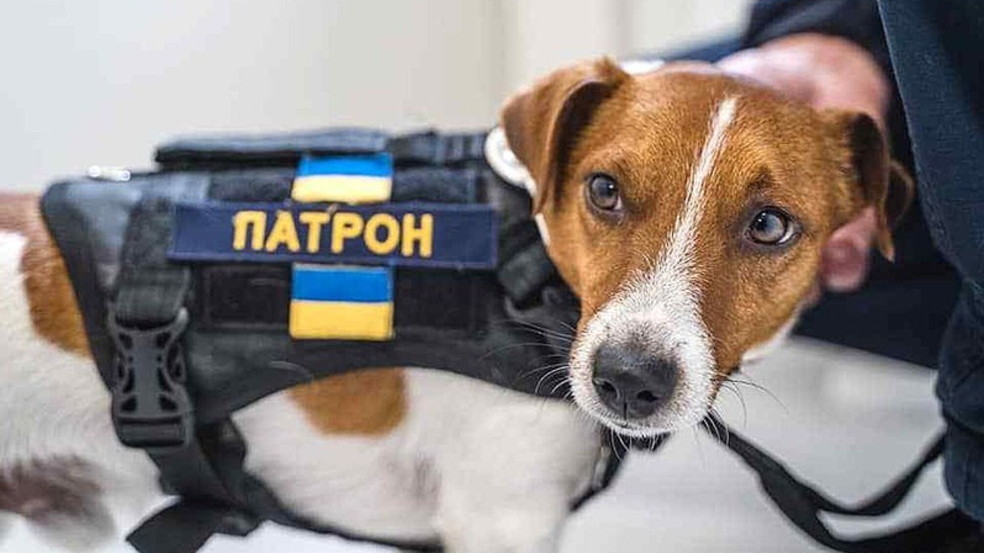Пес Патрон