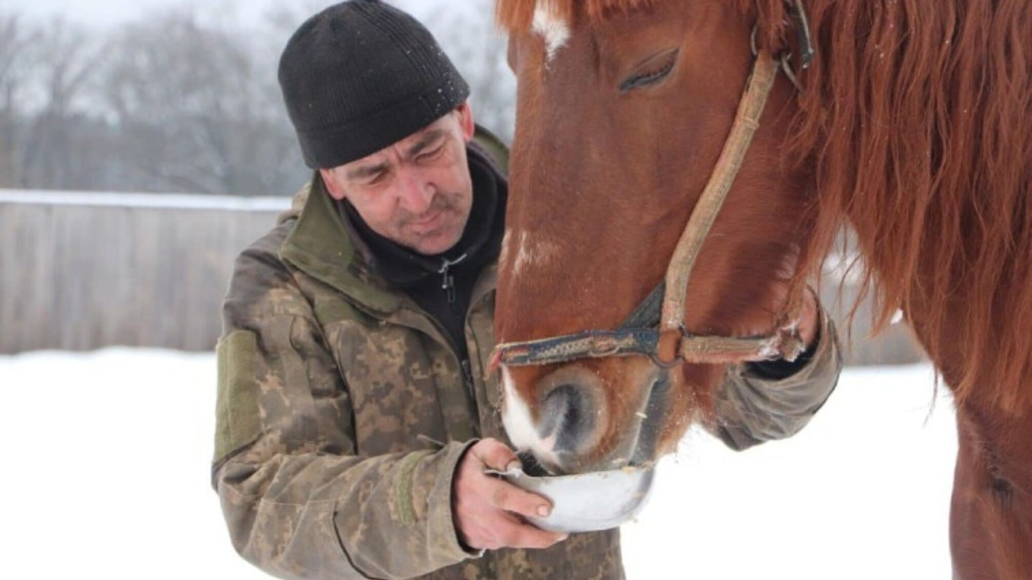 Тварини голодують: на Харківщині фермер втік до рф, кинувши 28 коней