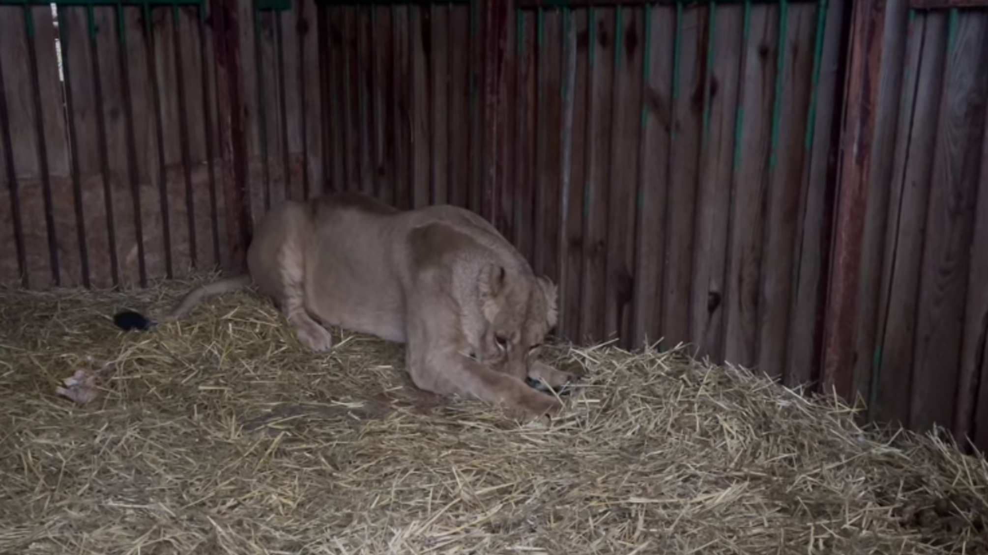 Центр спасения диких животных