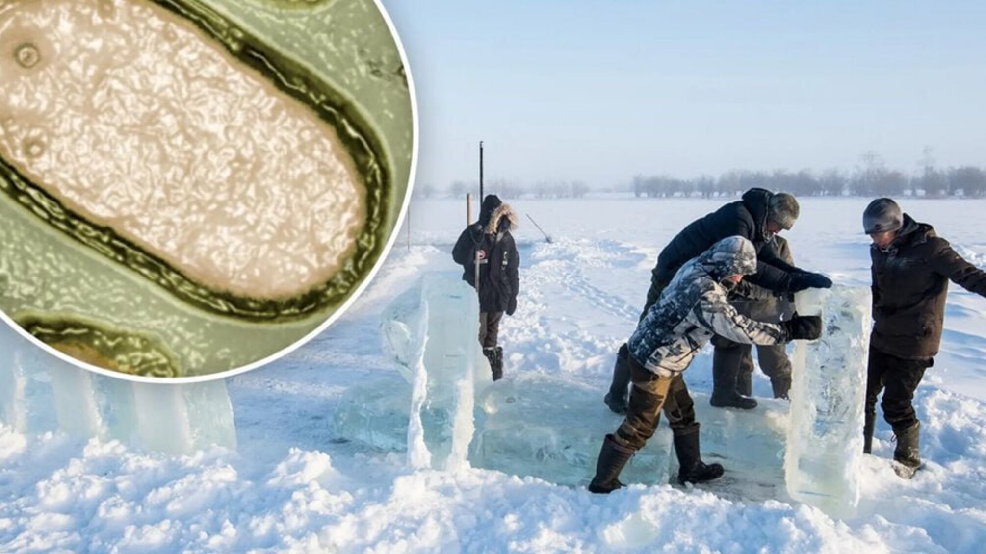 Віруси арктичних 'зомбі' з Сибірі можуть спричинити страшну пандемію — The Guardian