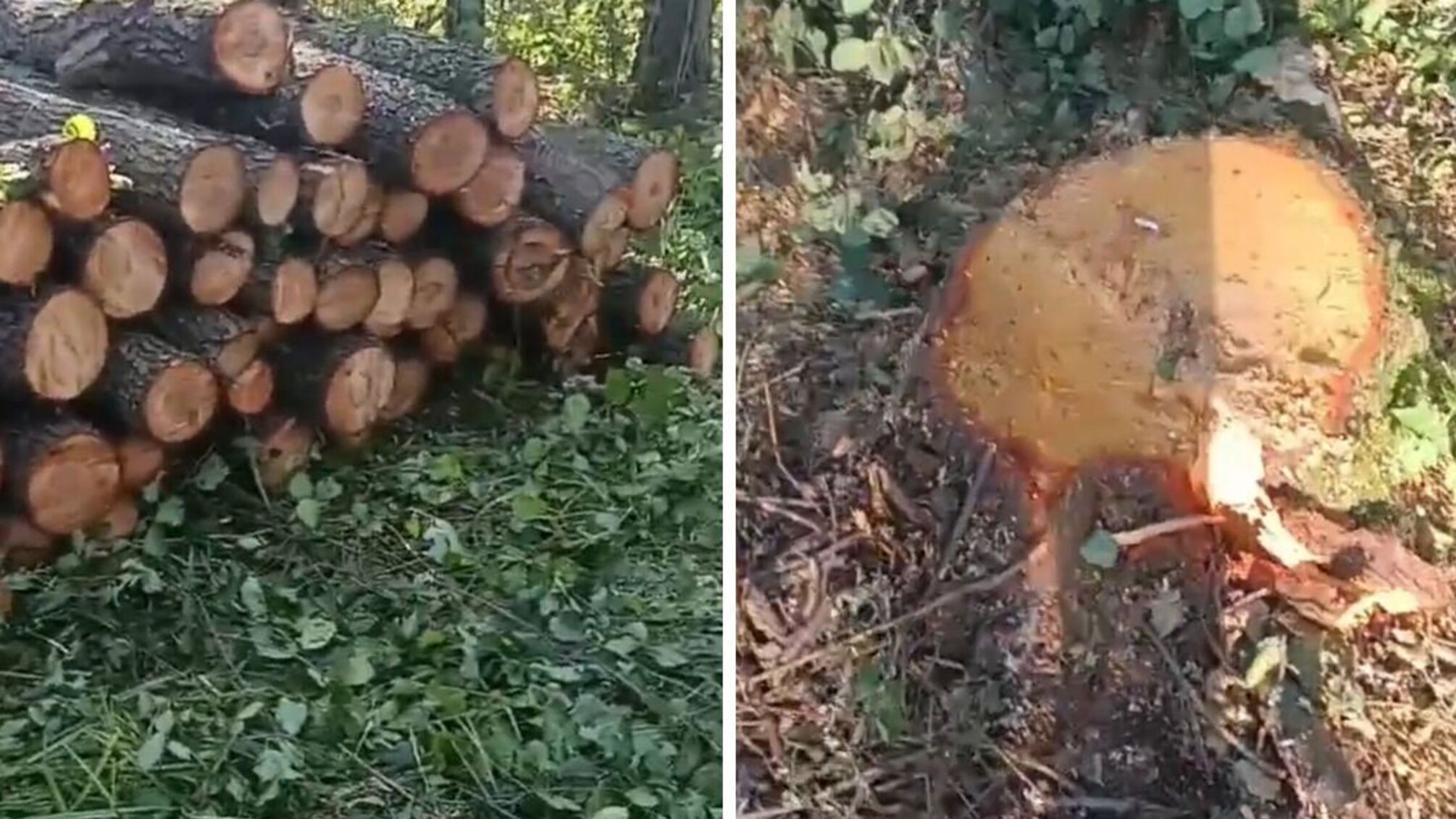 Экоактивисты Житомирщины обвиняют бизнесмена в незаконном вывозе древесины