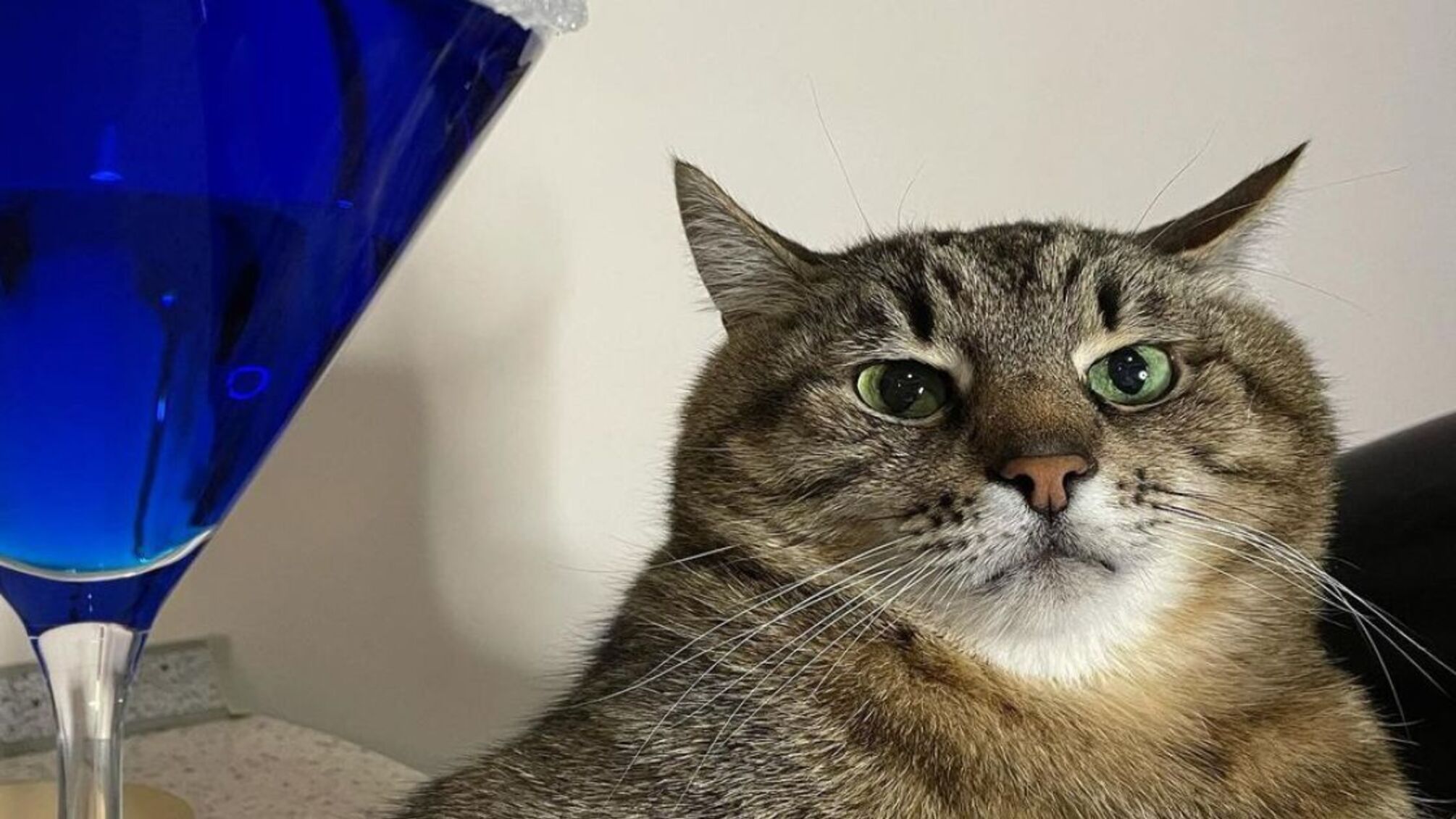 Кіт Степан обіцяє, що 'все буде добре' після страшного обстрілу