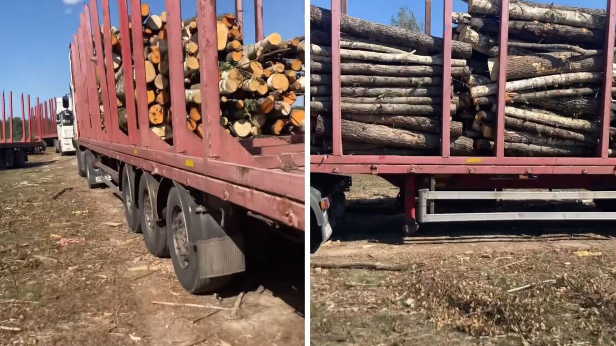 Вывозят лес фурами: к 'черным рубкам' на Житомирщине может быть причастен кум чиновника ГУНП?