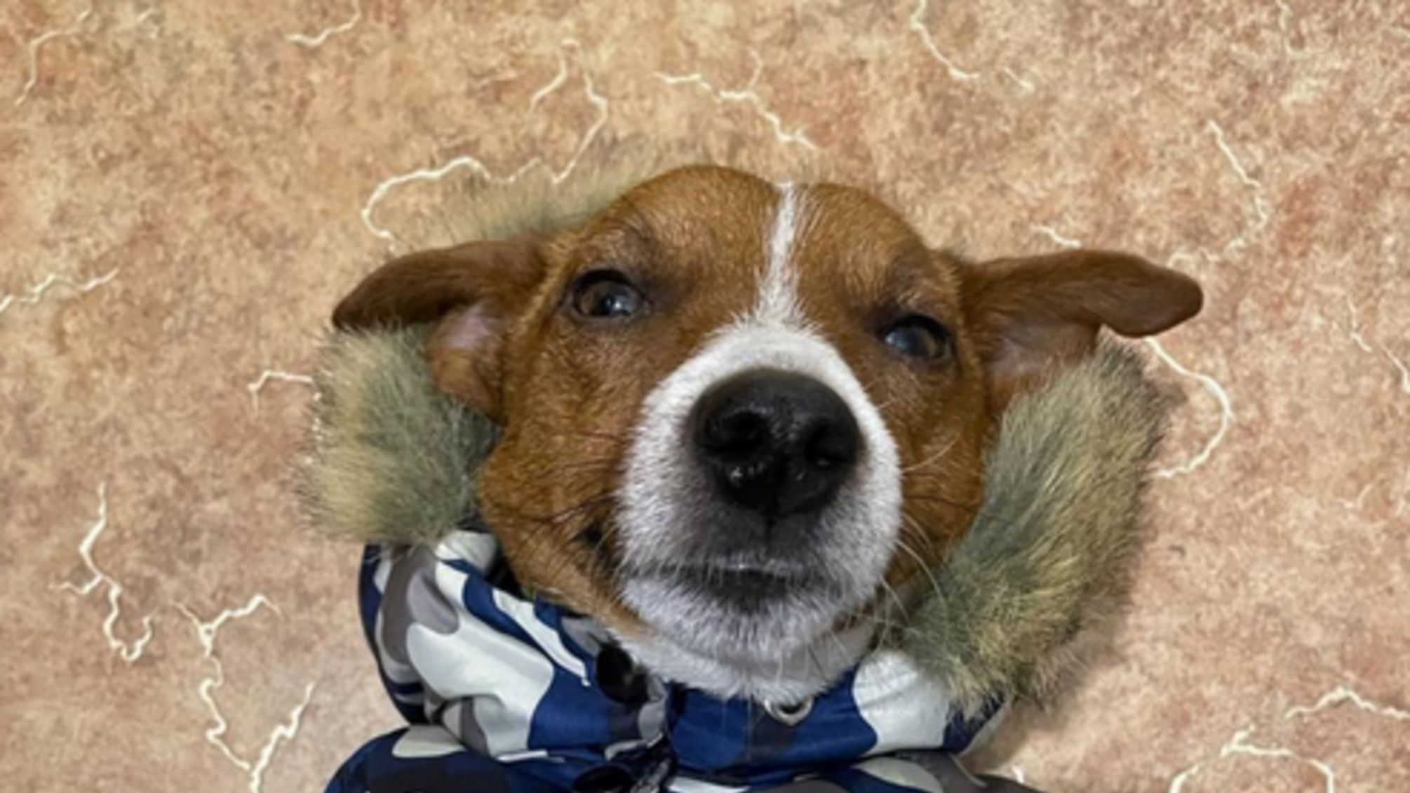 Легендарный спасатель пес Патрон поделился, как перезимует похолодание в Украине