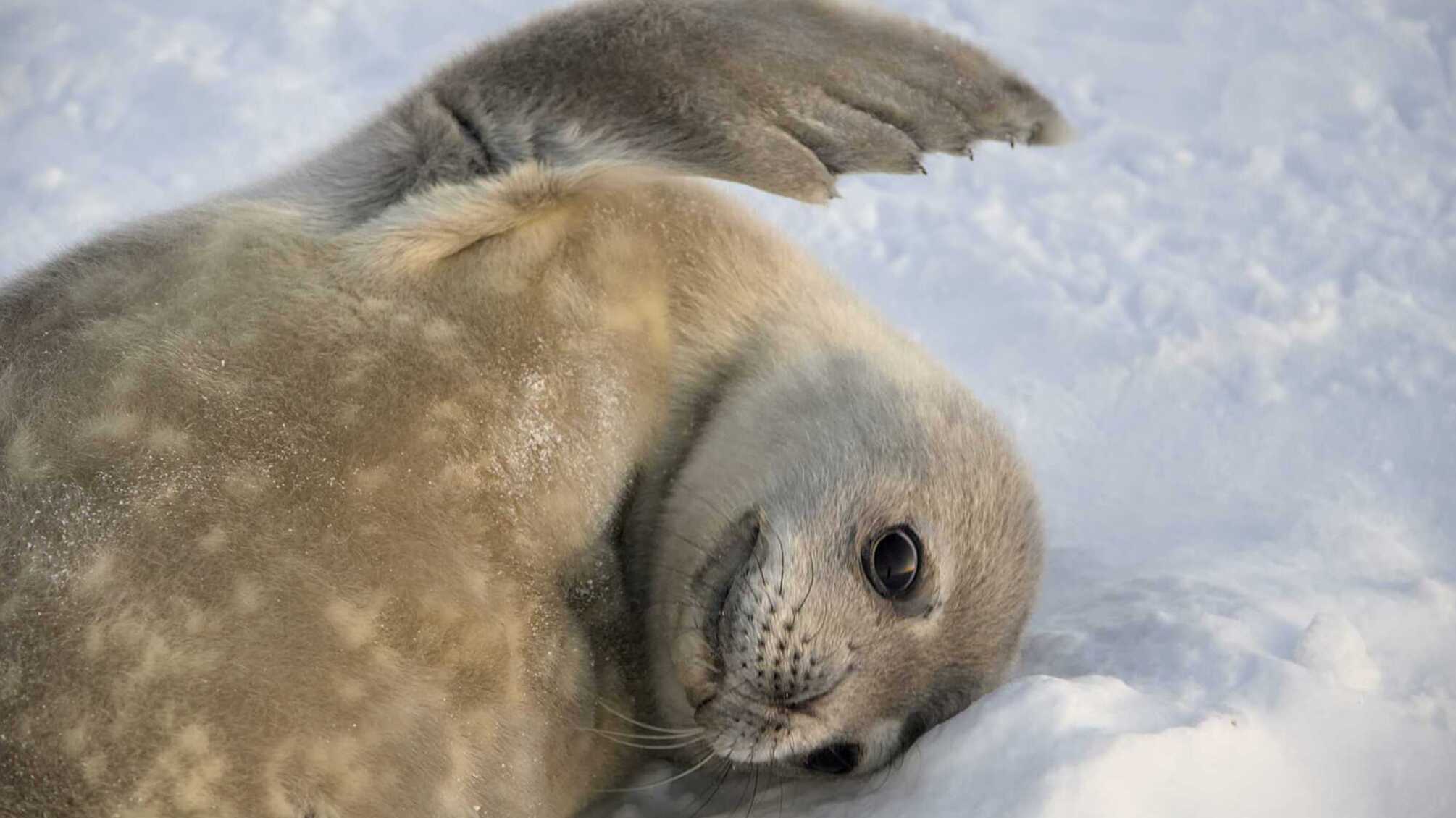 Тюлень, полярники, антарктида