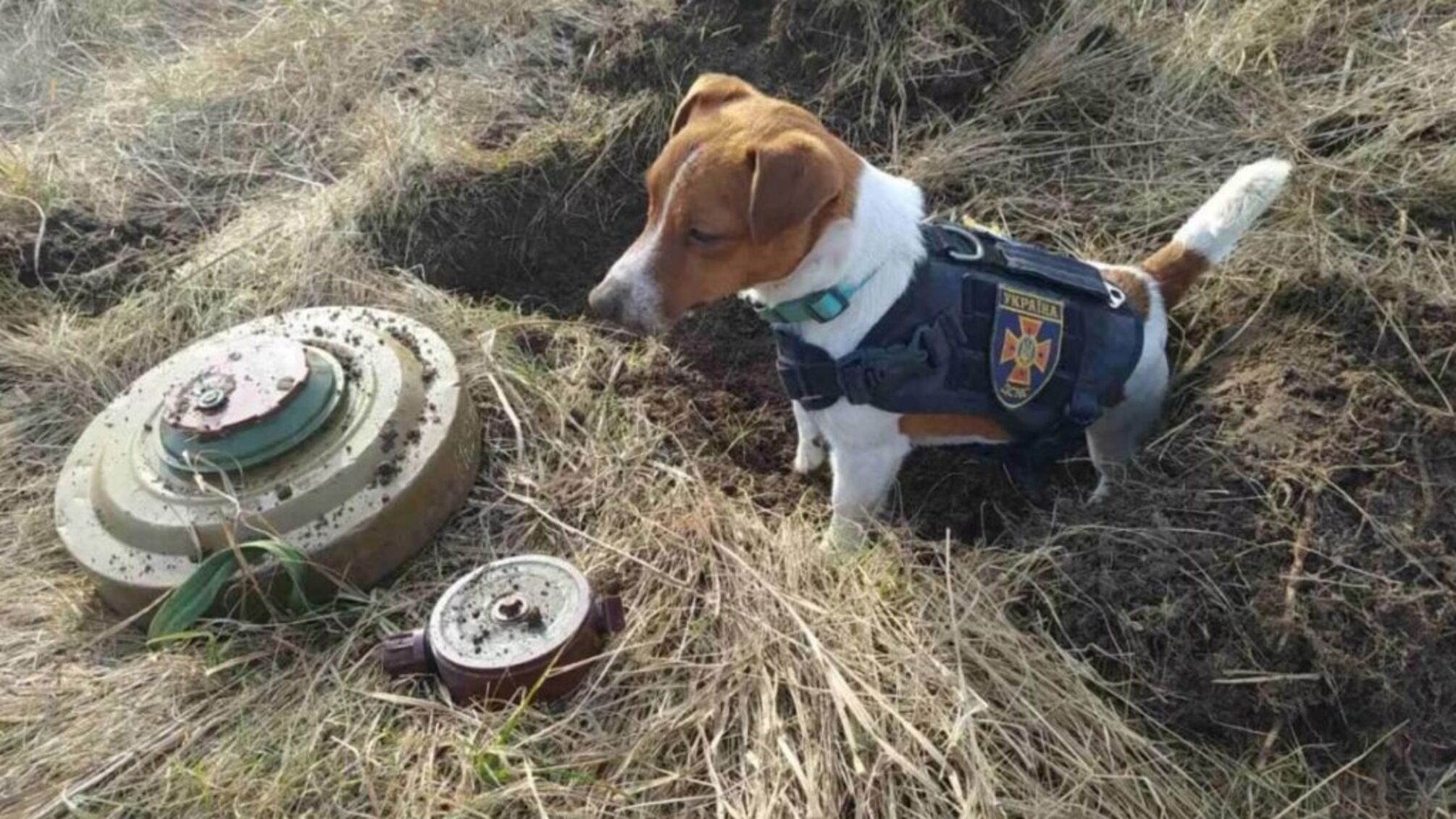 Грибний сезон: Патрон радить українцям дотримуватися правил безпеки