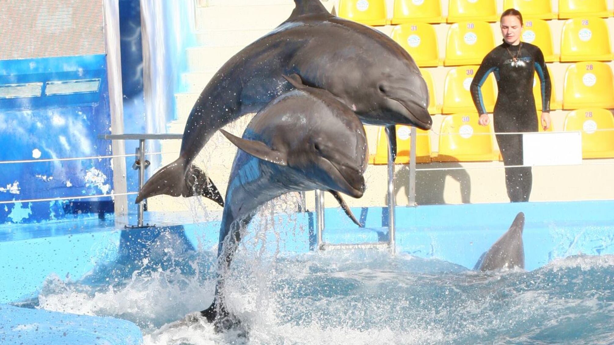 Приморський районний суд Одеси визнав директора дельфінарію 'Немо' Анатолія Солонцова колаборантом