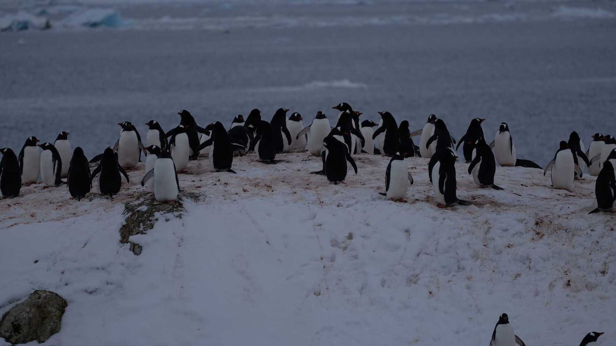 Науковці фіксують велике повернення пінгвінів до станції 'Академік Вернадський'