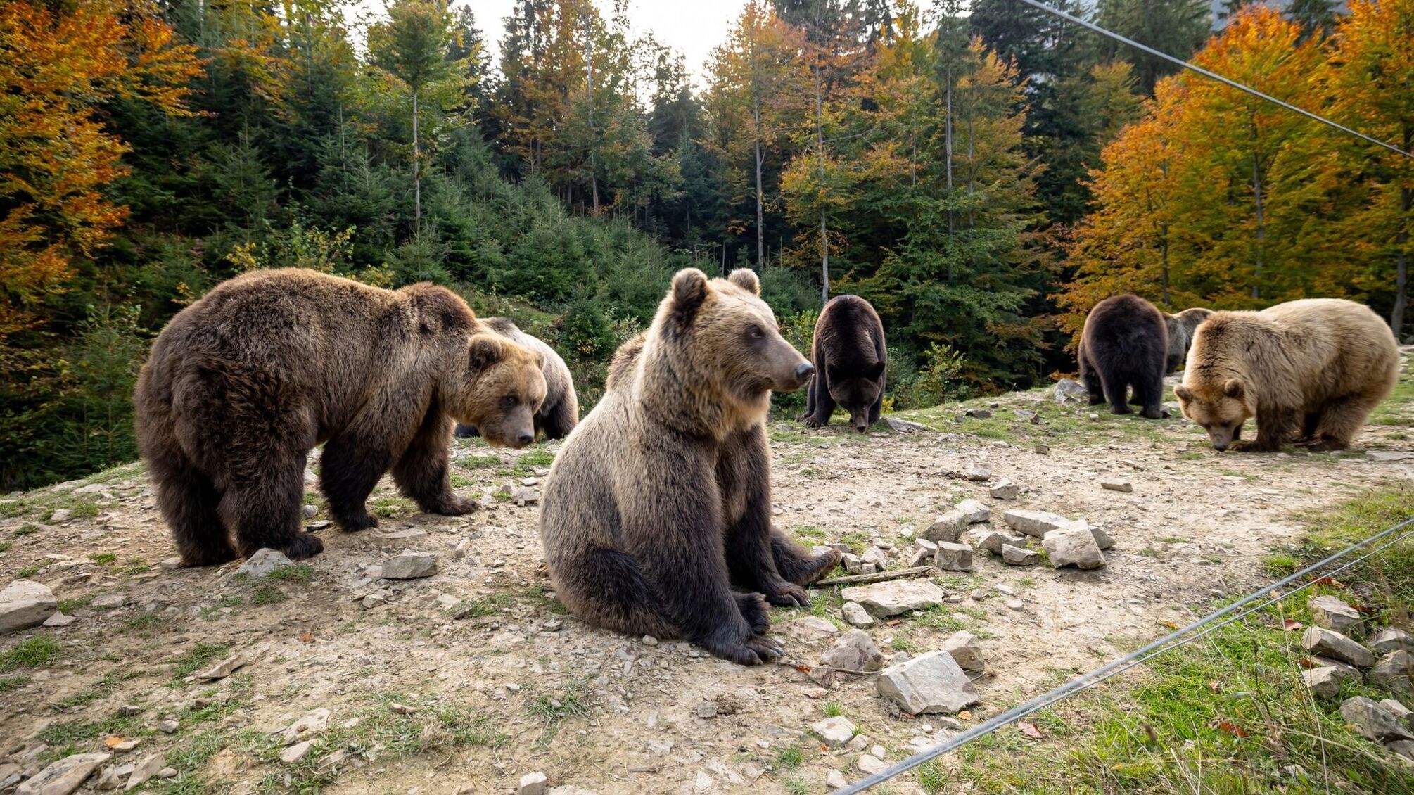 Реабилитационный центр для медведей в Закарпатье