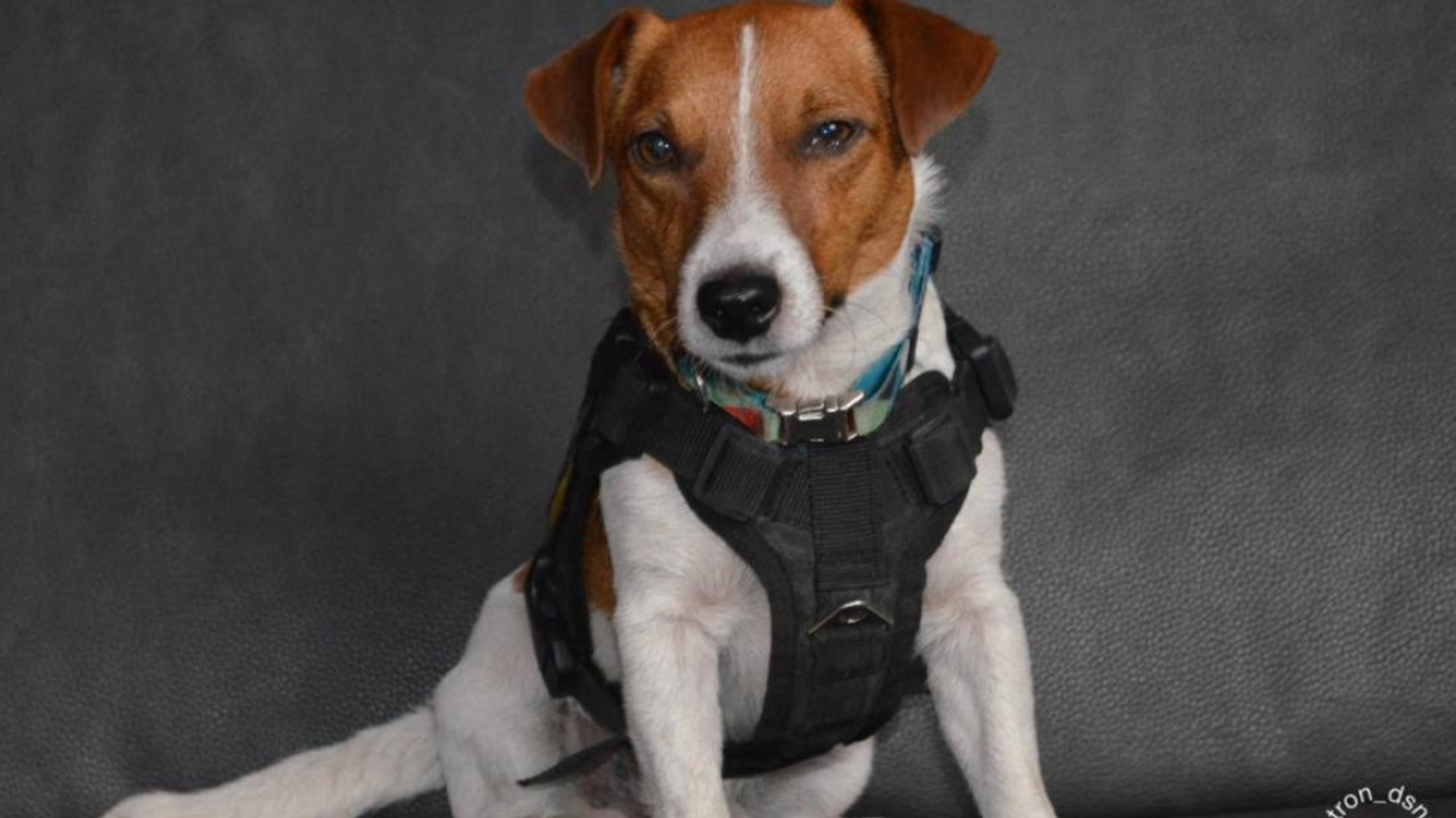 Патрон у гостях у Юлії Свириденко: чотирилапий рятівник приніс новини про розмінування