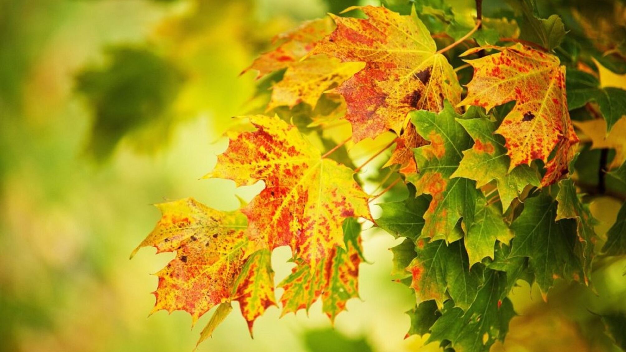 погода в Украине в начале ноября